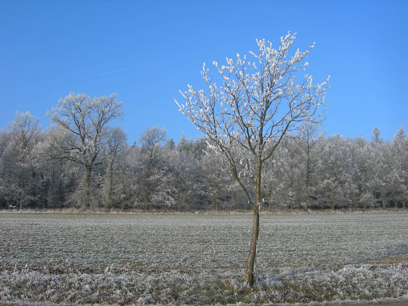 Frozen tree by drakodav