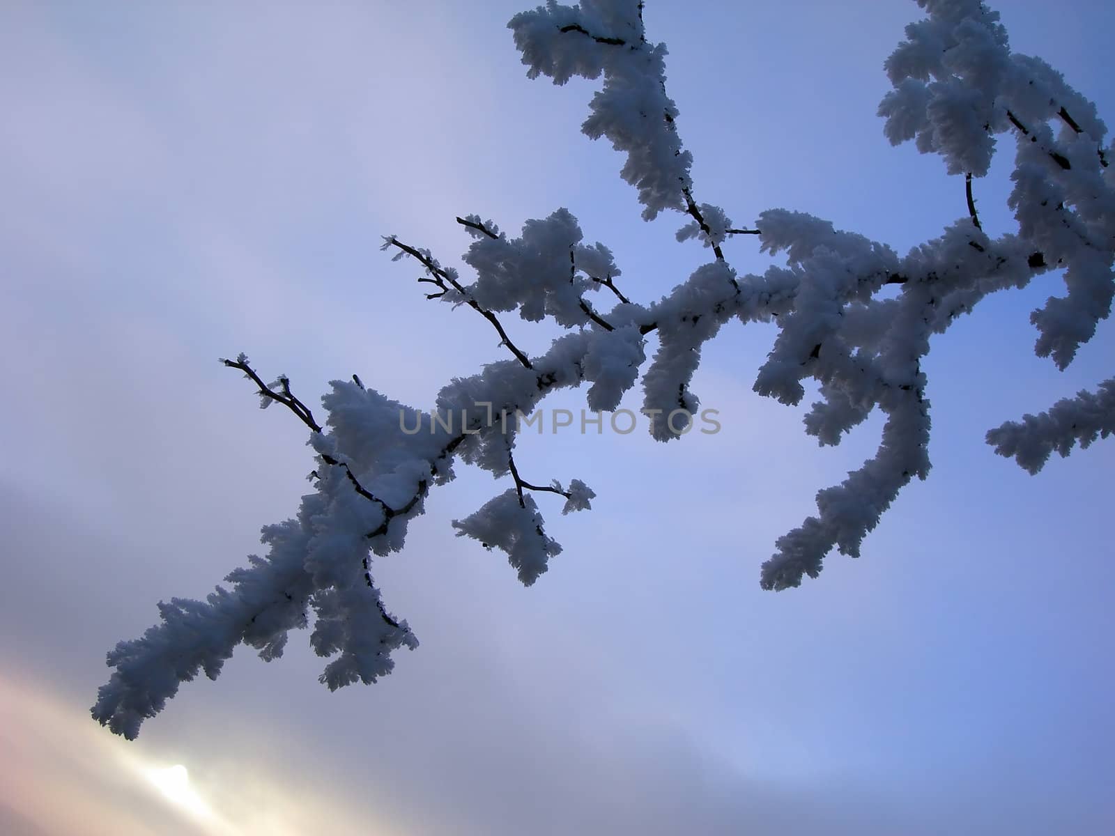         Frozen tree branch against a blue sky 