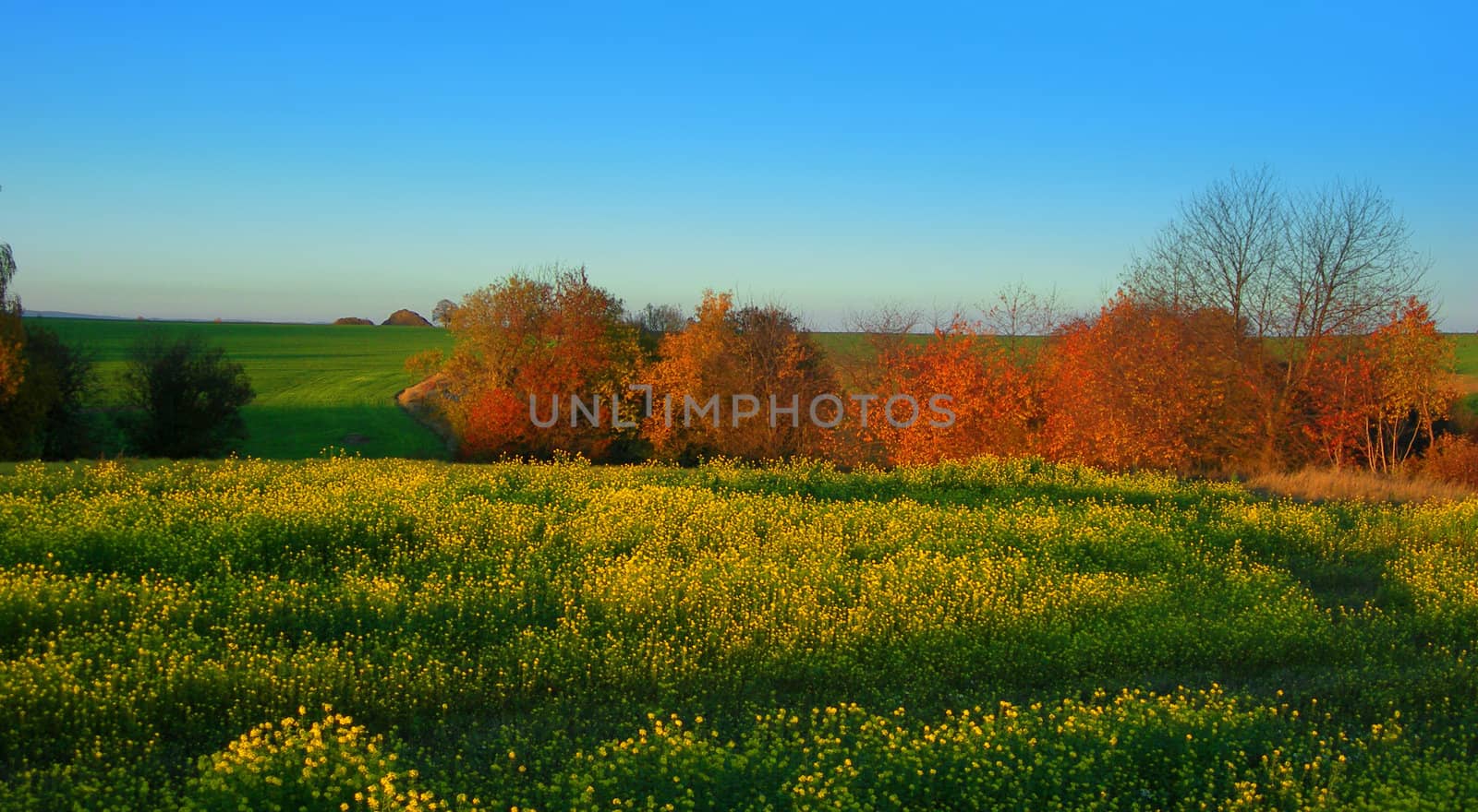          Beautiful autumn landscape with colorful trees and blooming yellow late rape