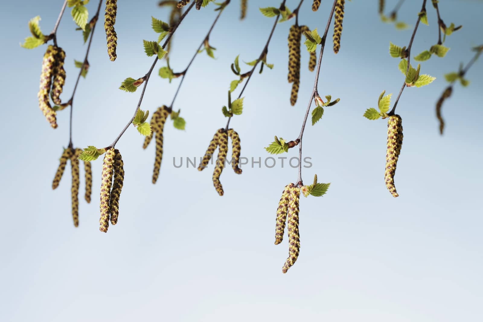 Studio photograph of flowers/catkins of a birch (Betula) tree. 