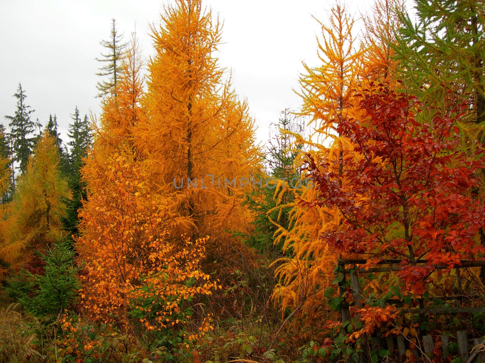           Bright and rich colors of trees in fall season