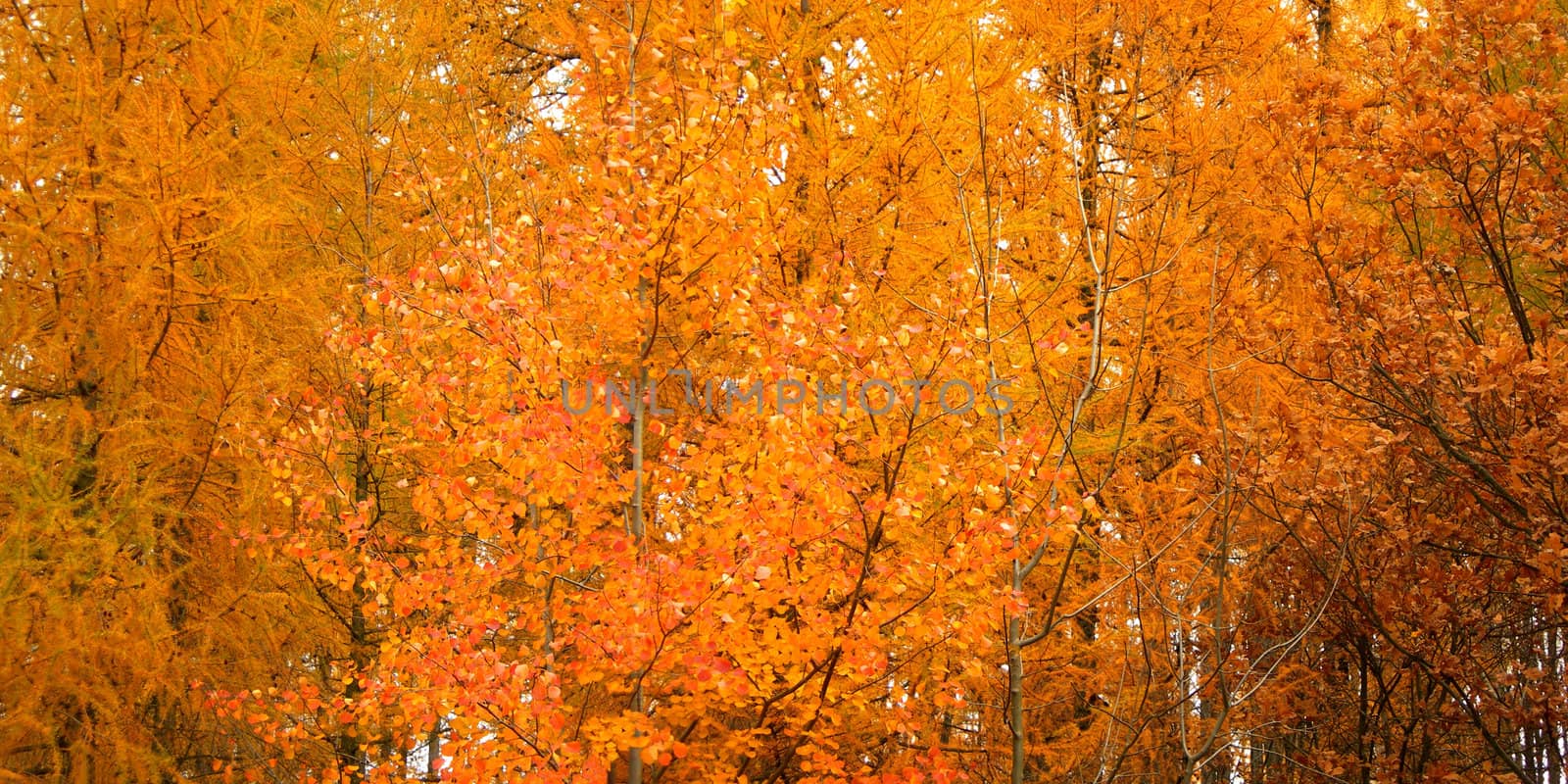 Bright and rich colors of trees in fall season