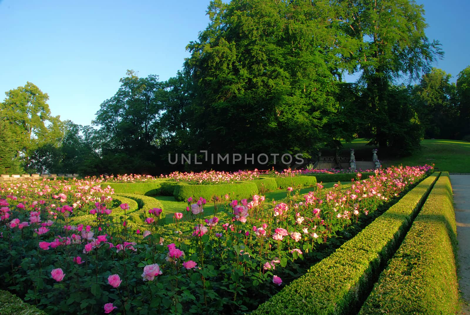 Park of roses by drakodav
