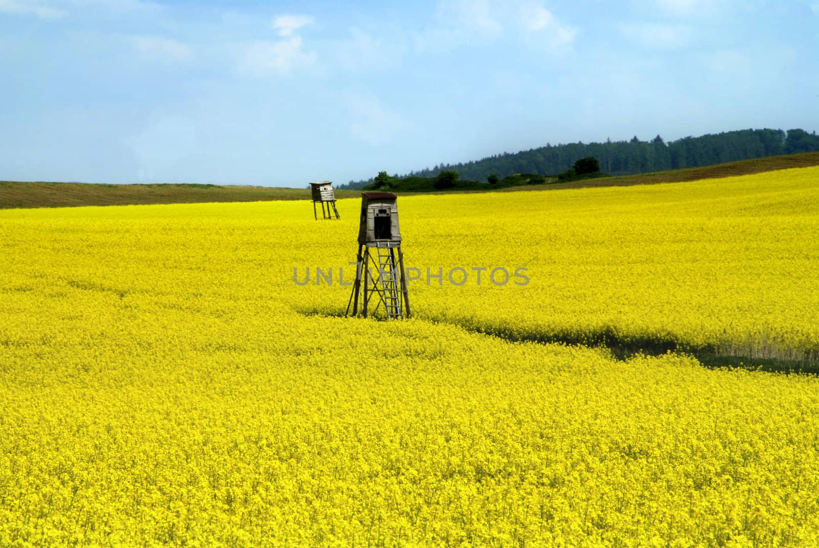 Deer-stand in the yellow blooming rape field