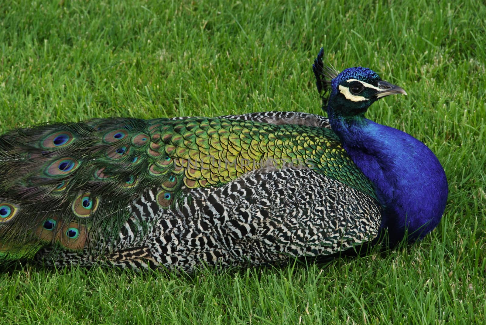 Peacock