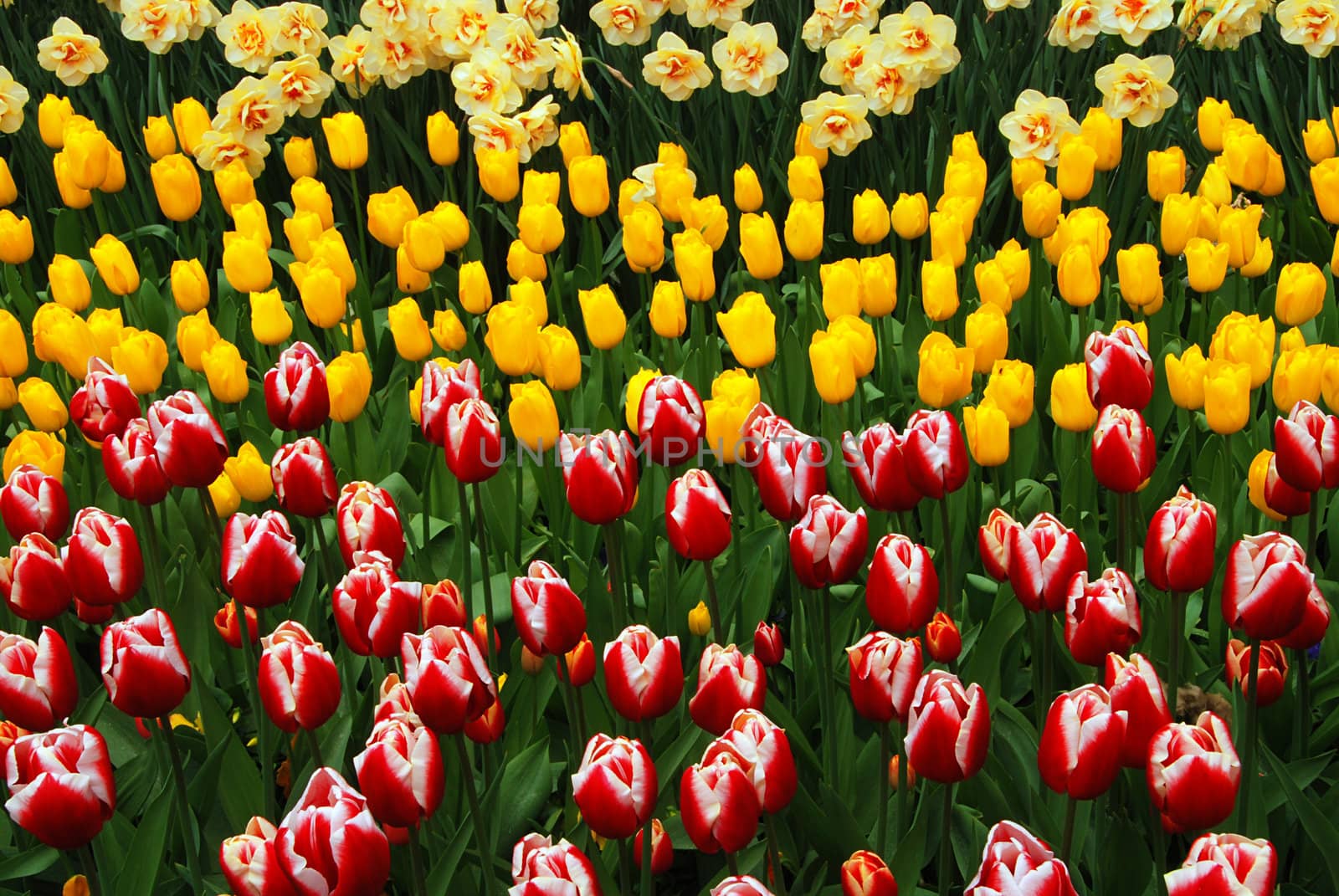 Famous multicolored tulip fields in the Netherlands 