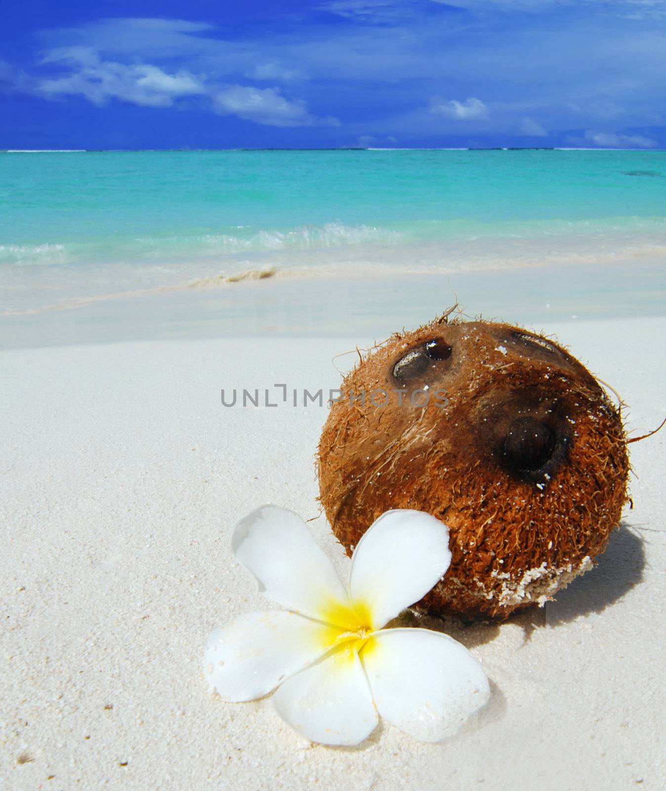 Coconut with a white flower laying on a beautiful tropical beach in the Maldives