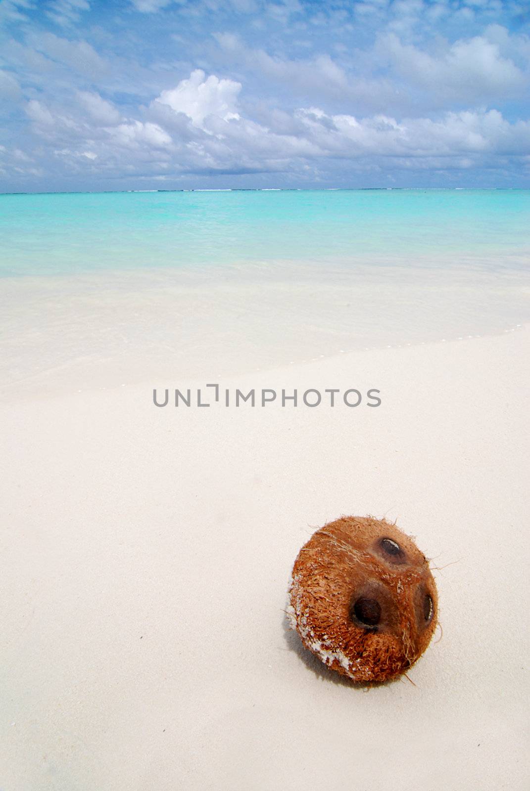 Coconut laying on a beautiful tropical beach in the Maldives