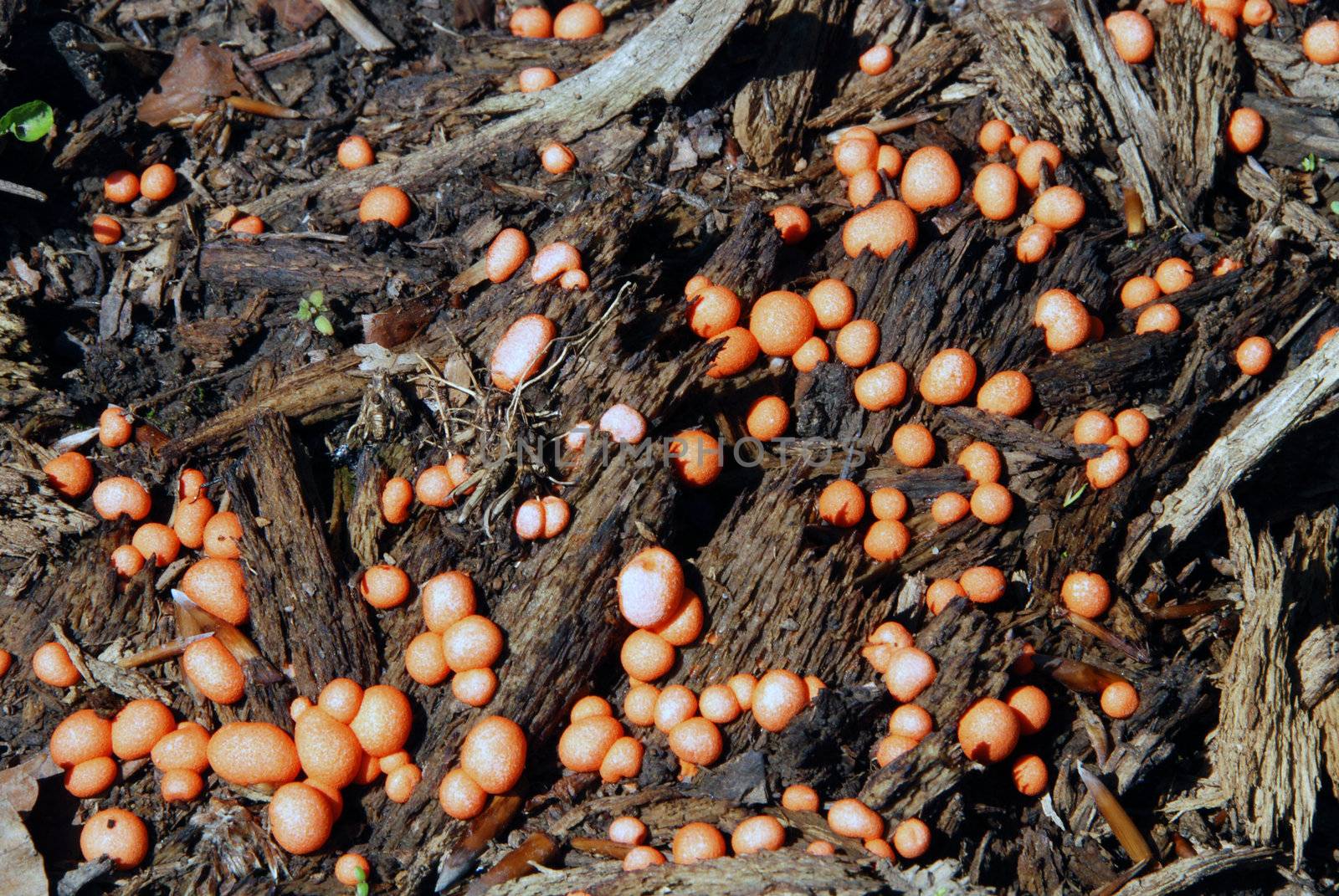 Colony of small mushrooms growing from old wood