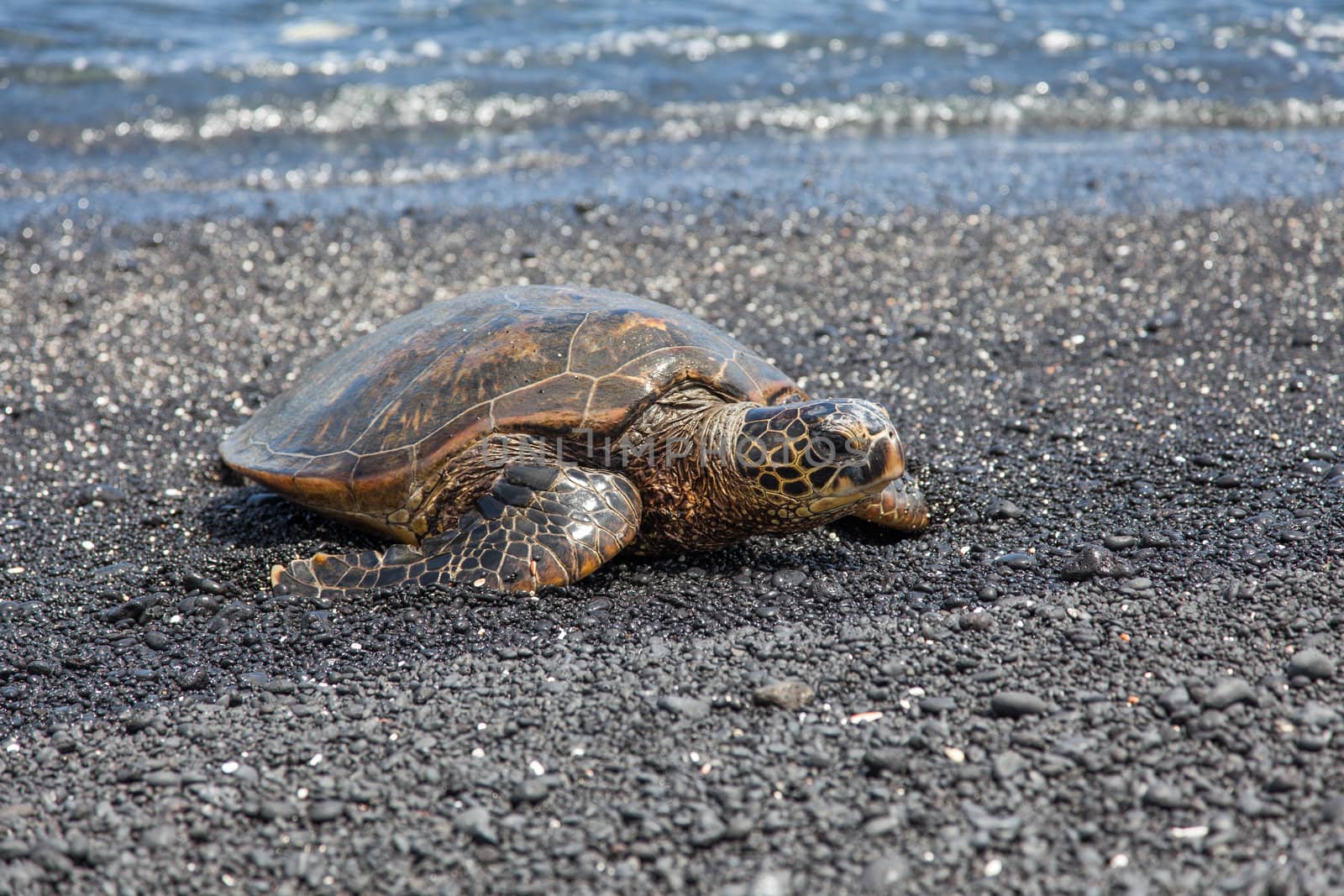 A sea turtle rests on rocky beach