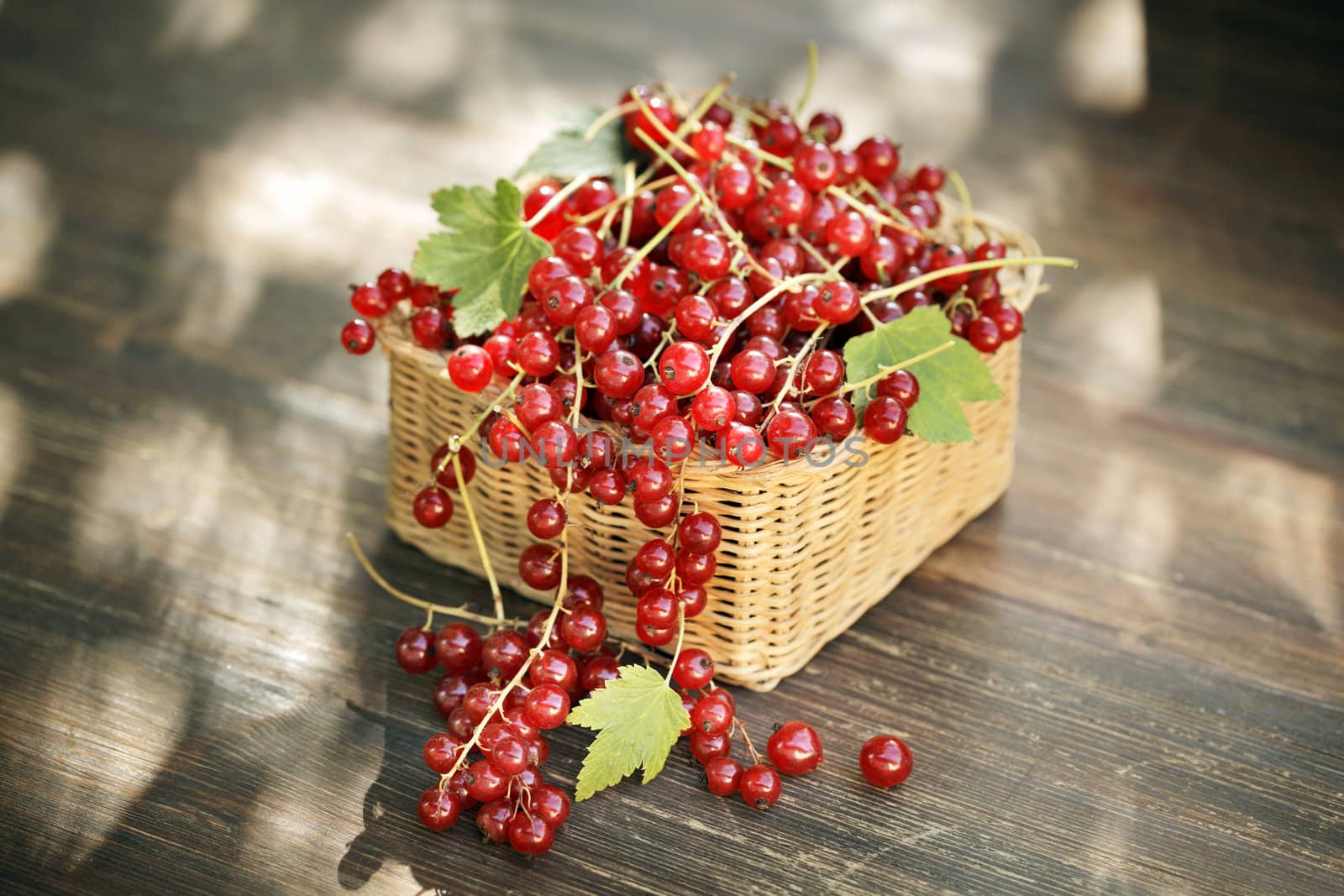 Red currant by Stocksnapper