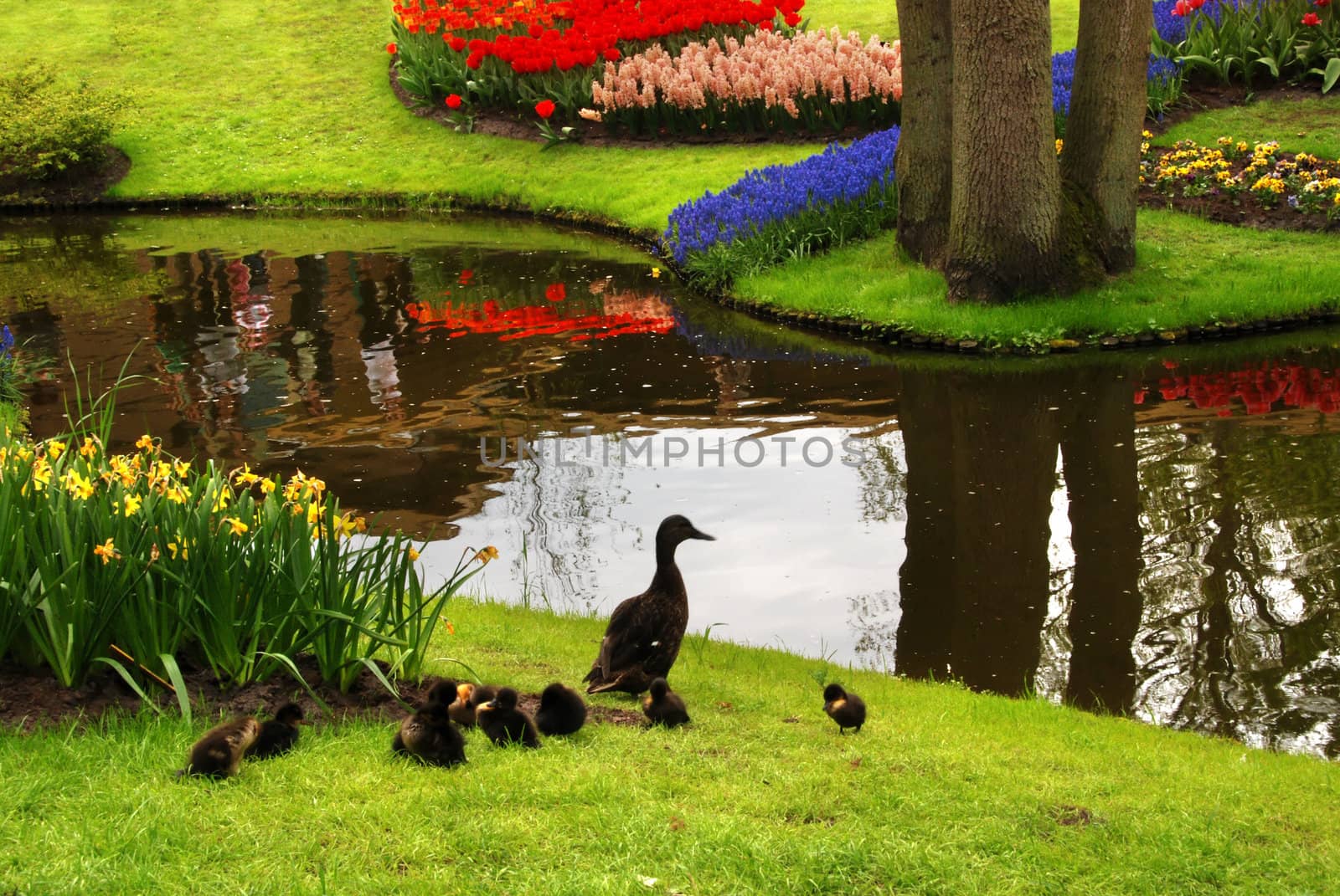 Duck family is heading towards the river in the beautiful spring park