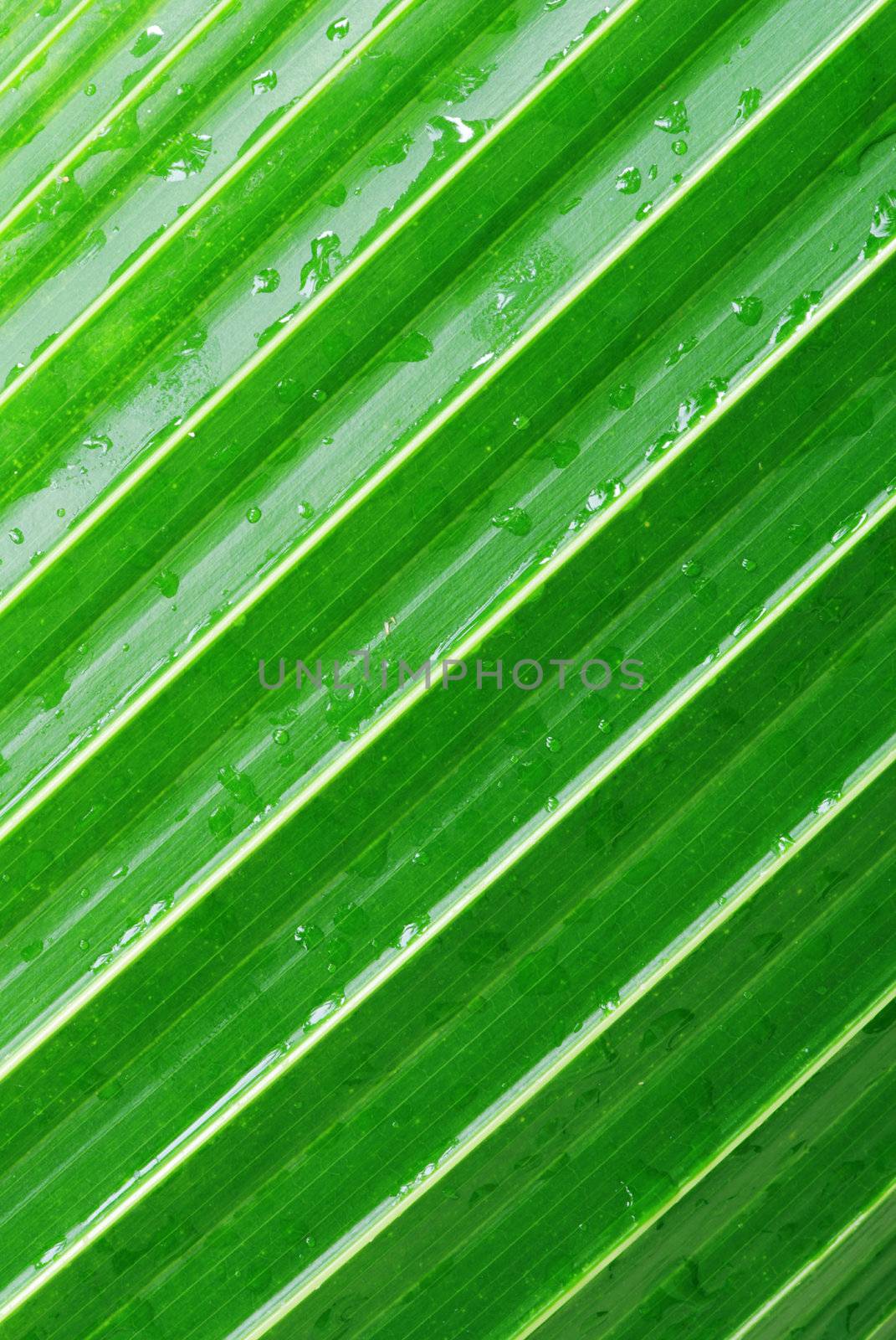 Macro of a green palm leaf with diagonal pattern and dew drops