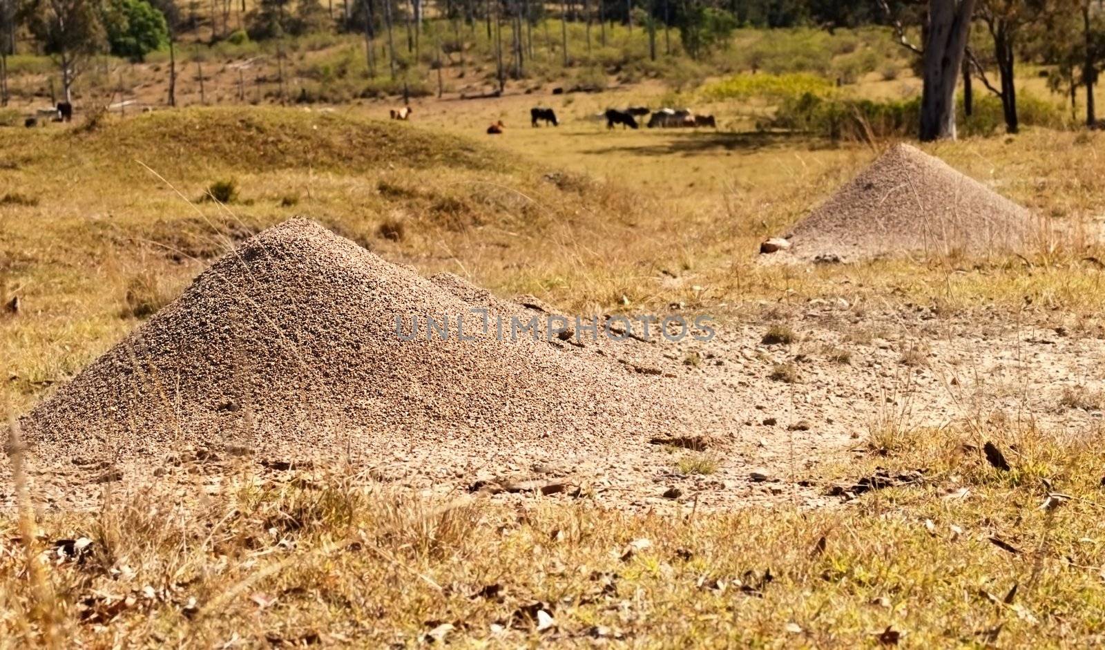 Australian Bull Ants Nest Granite Mound Rural Queensland cattle country