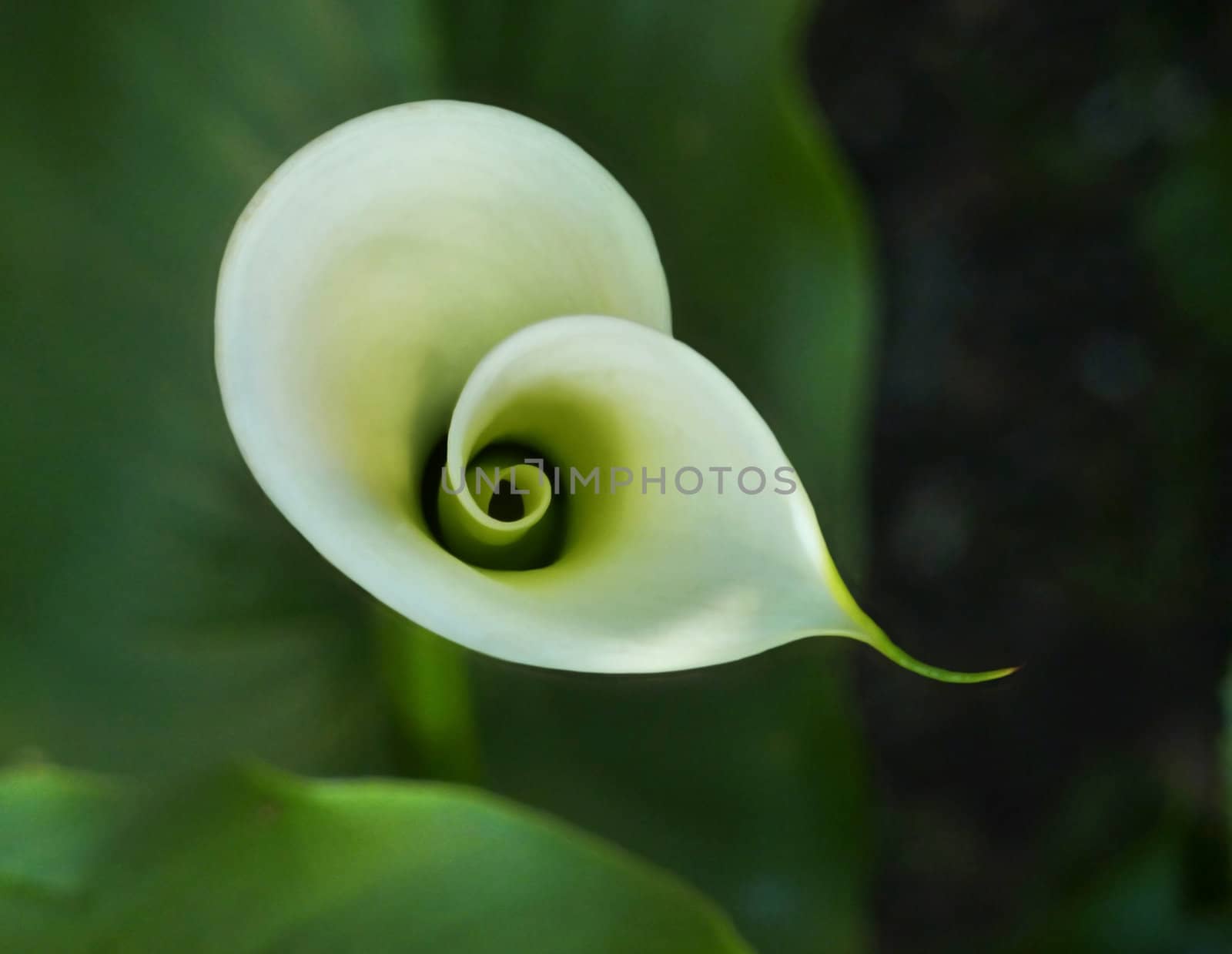 Calla Spiral