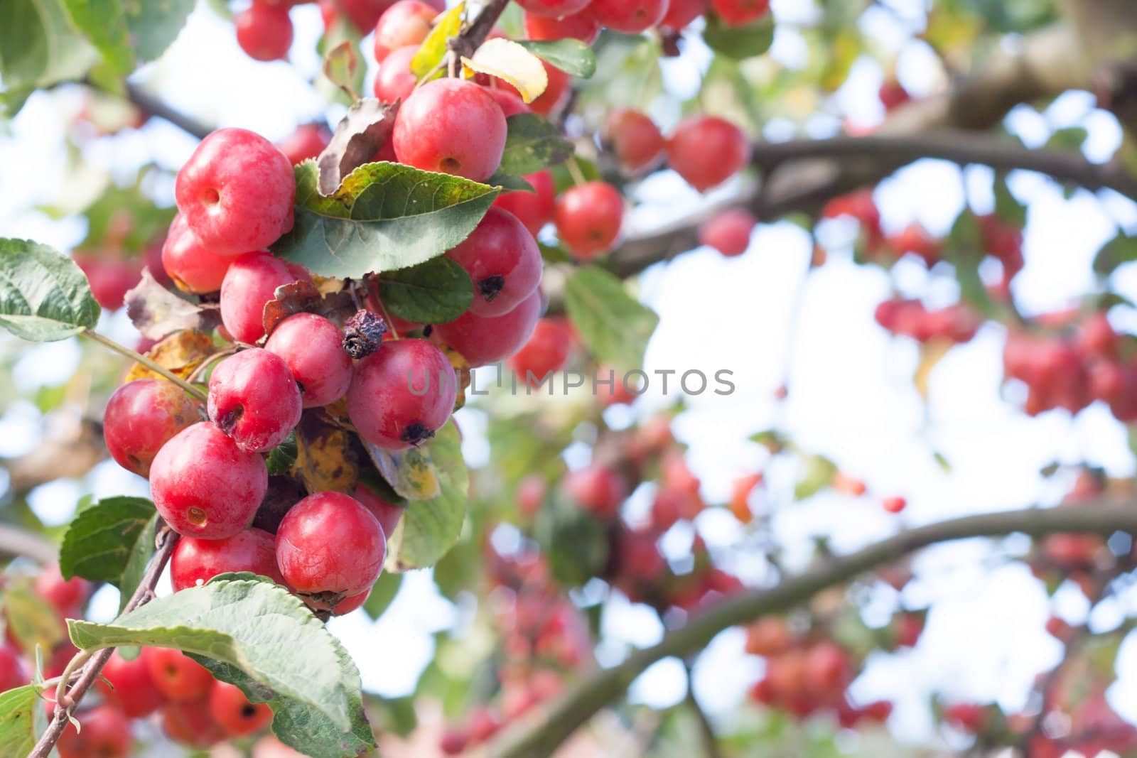 Red autumn berries on tree branch
