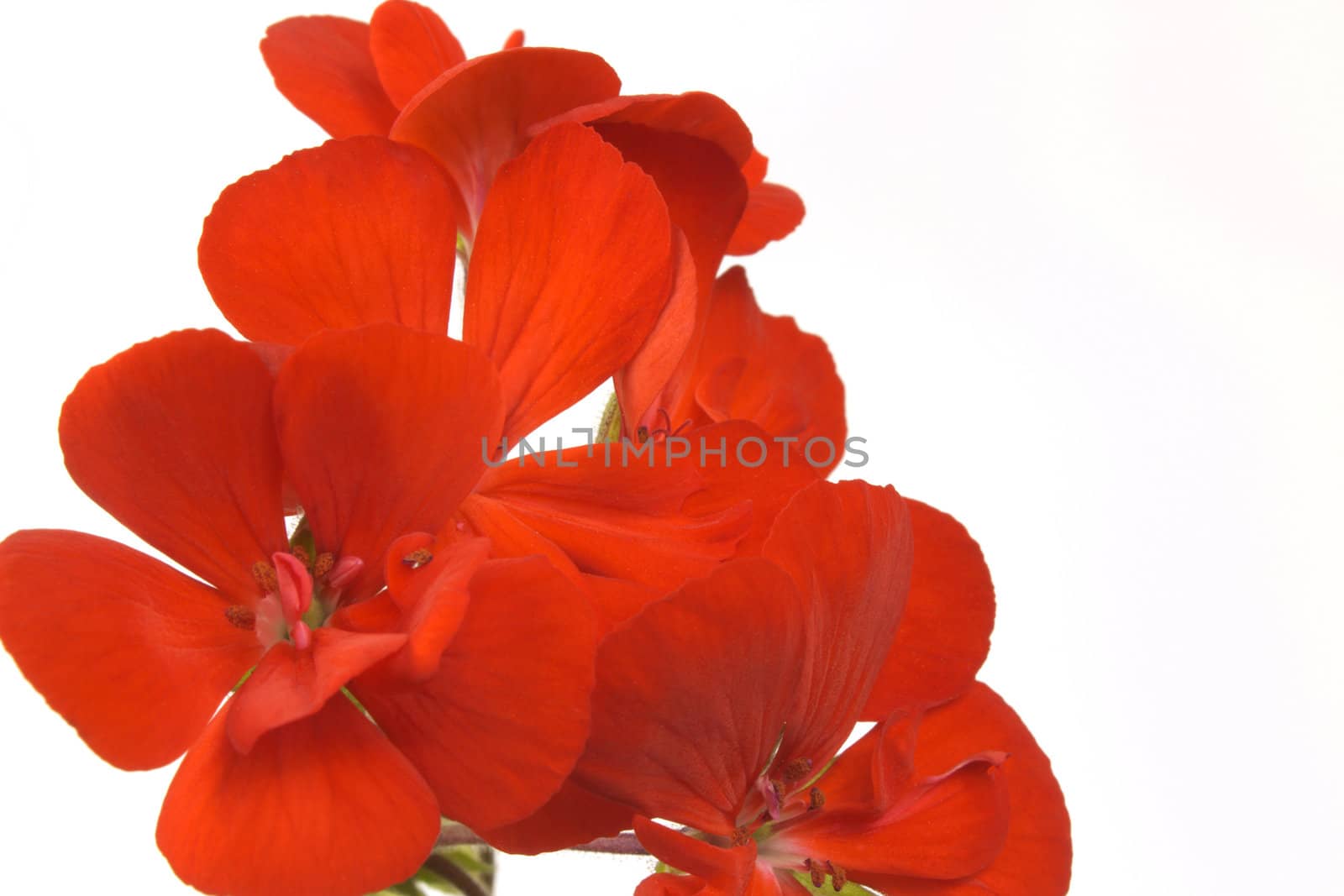 fine image of red flowers isolated on white