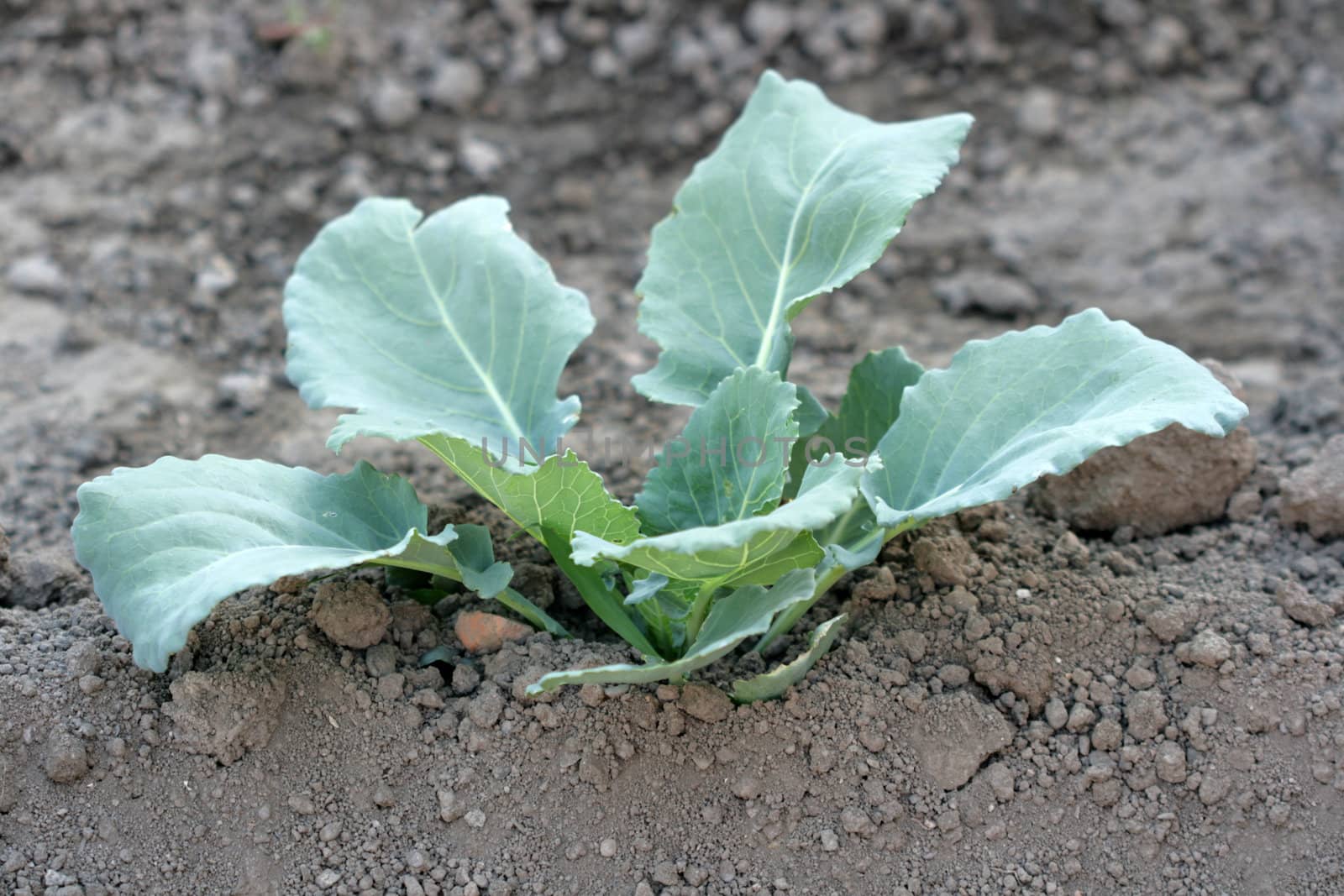 cabbage on soil