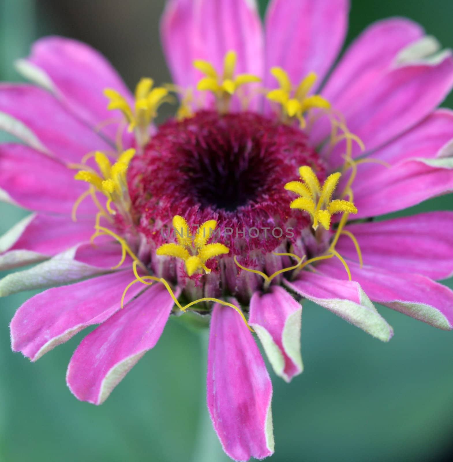 flowers by nehru