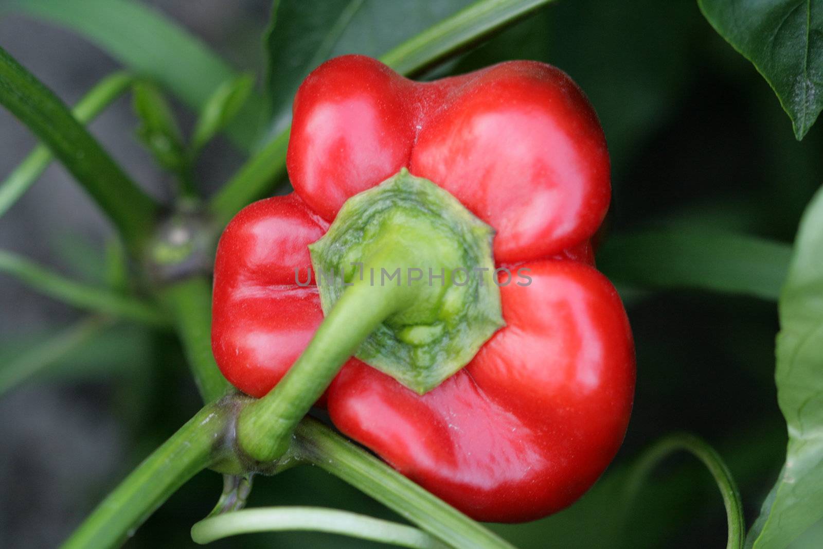 pepper, paprika