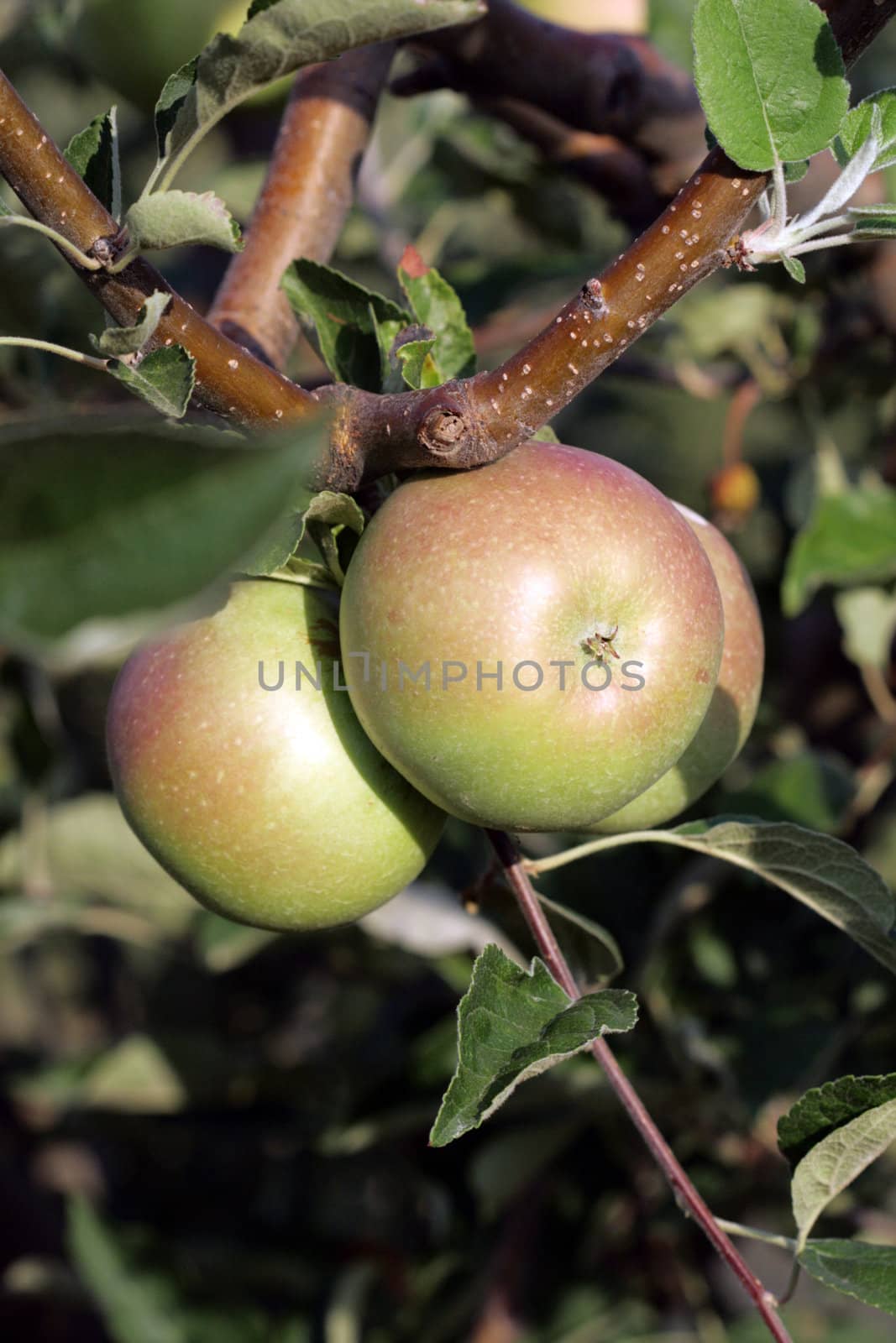 apples