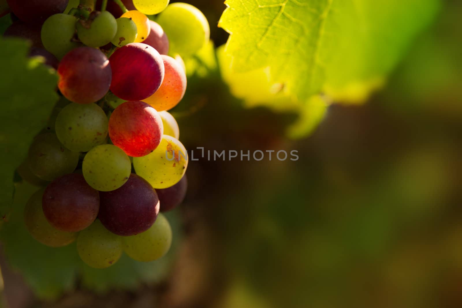 Red grapes in sunset light Burgundy france