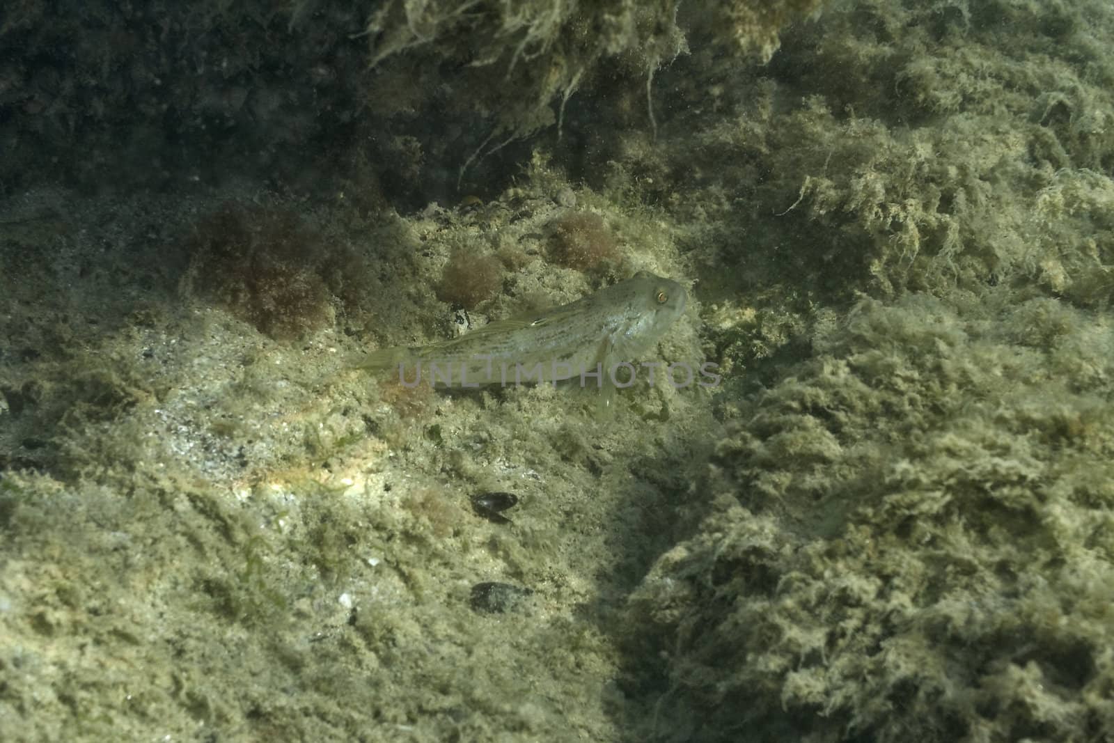 Underwater rock overgrown sea slime. Underwater photography.