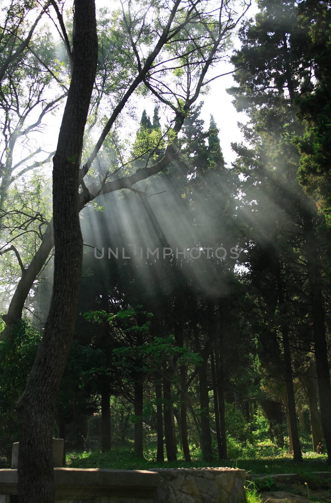 Summer park with few sunbeams between trees