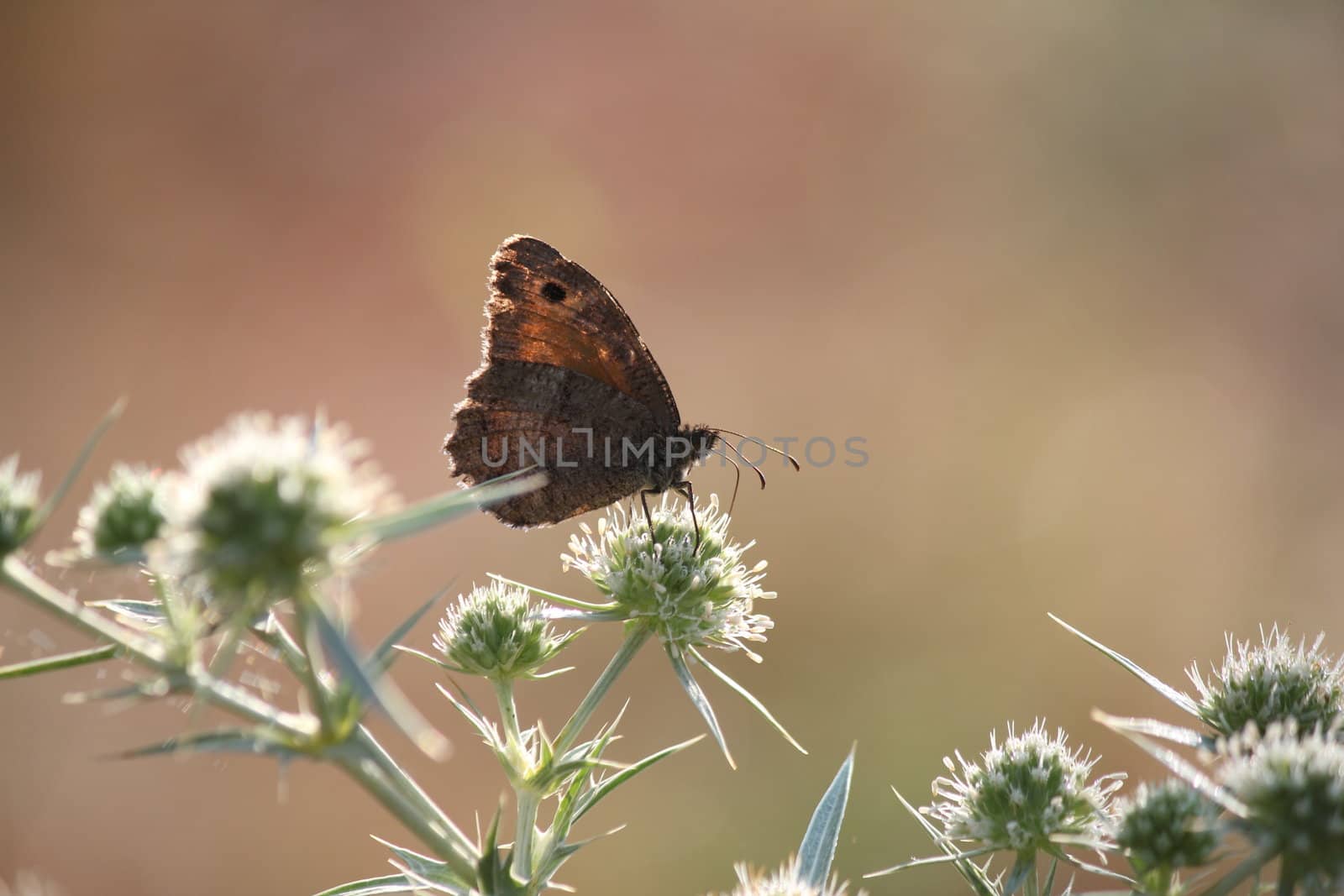 butterfly nature scene