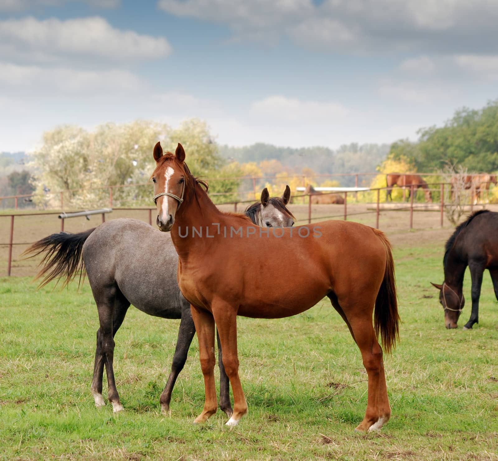 horse farm scene