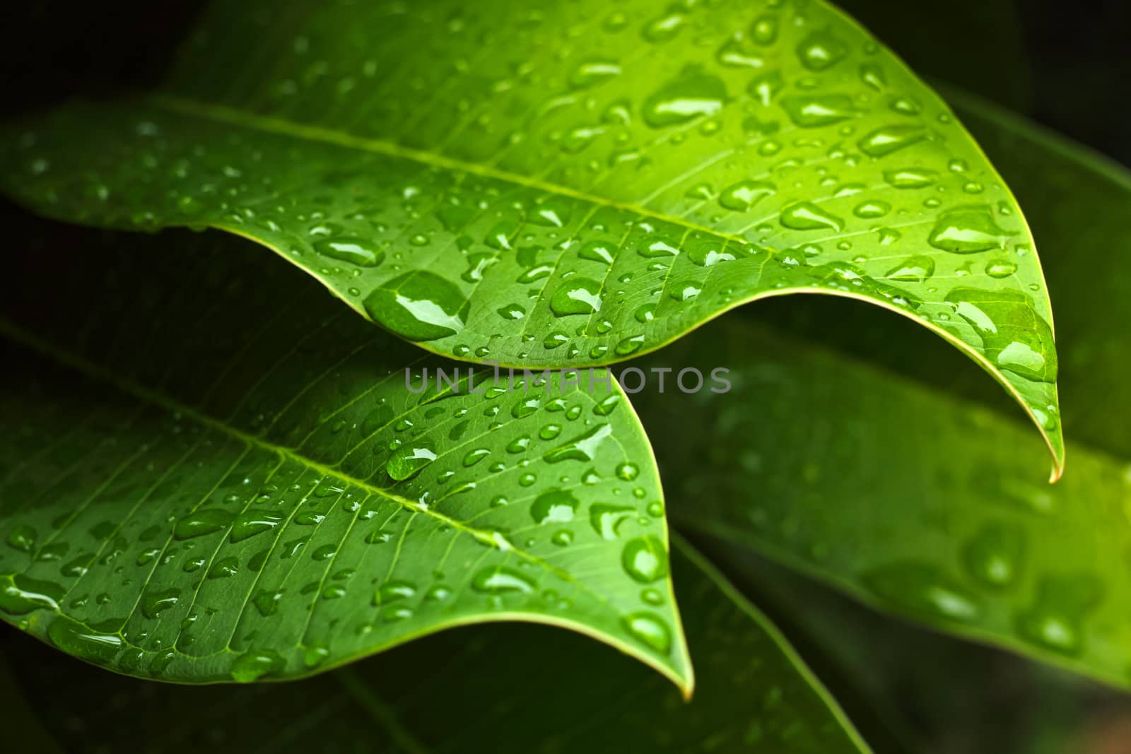 Green leaf with water drops for background