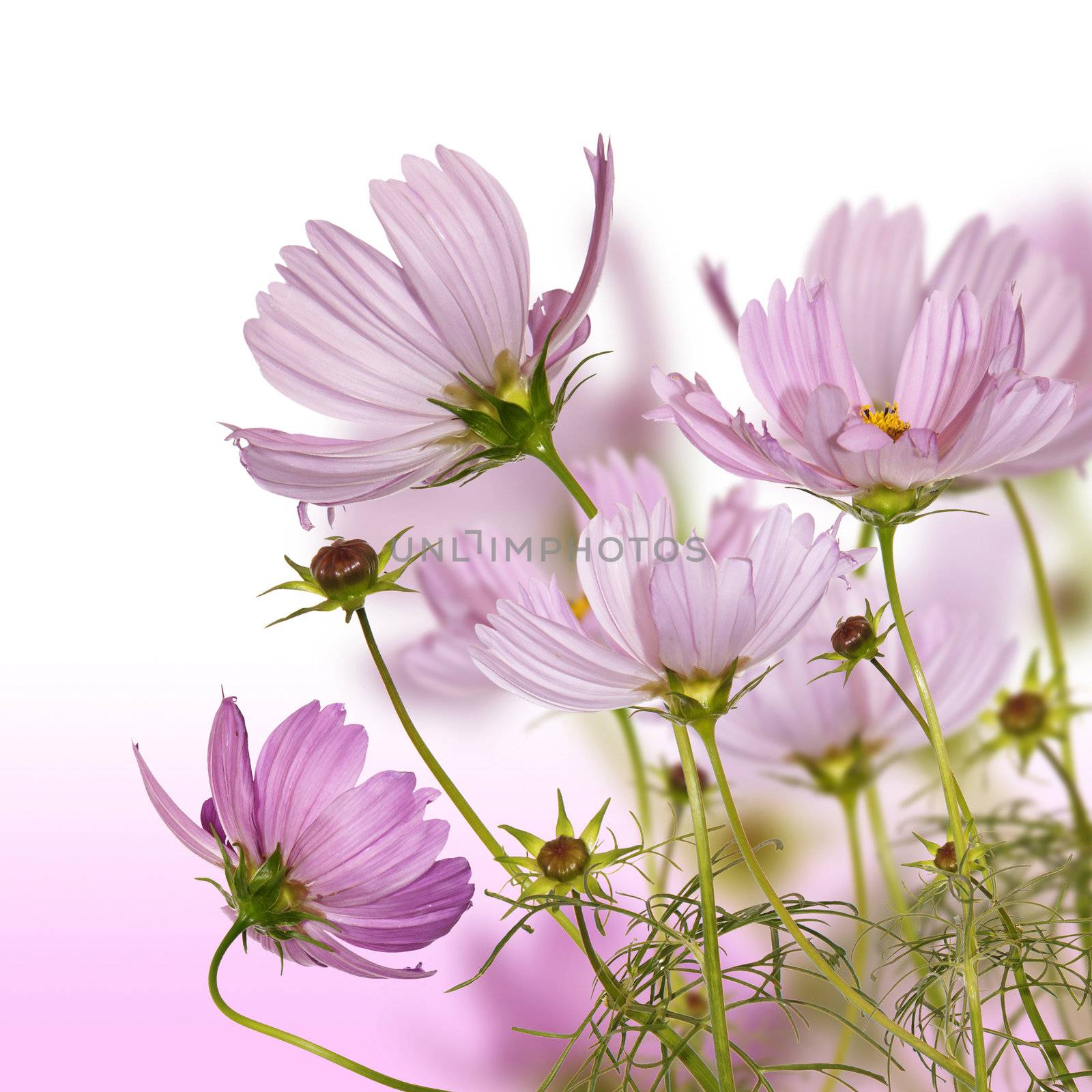 Flower decorative border by sergey150770SV