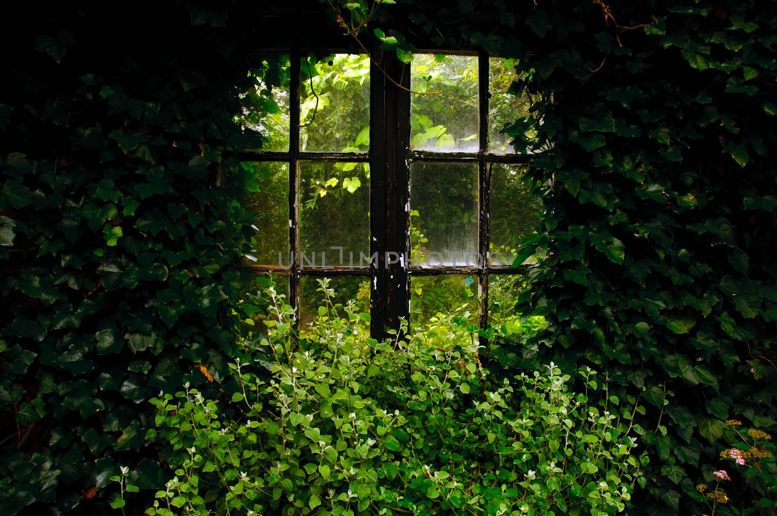 An almost overgrown window in a garden