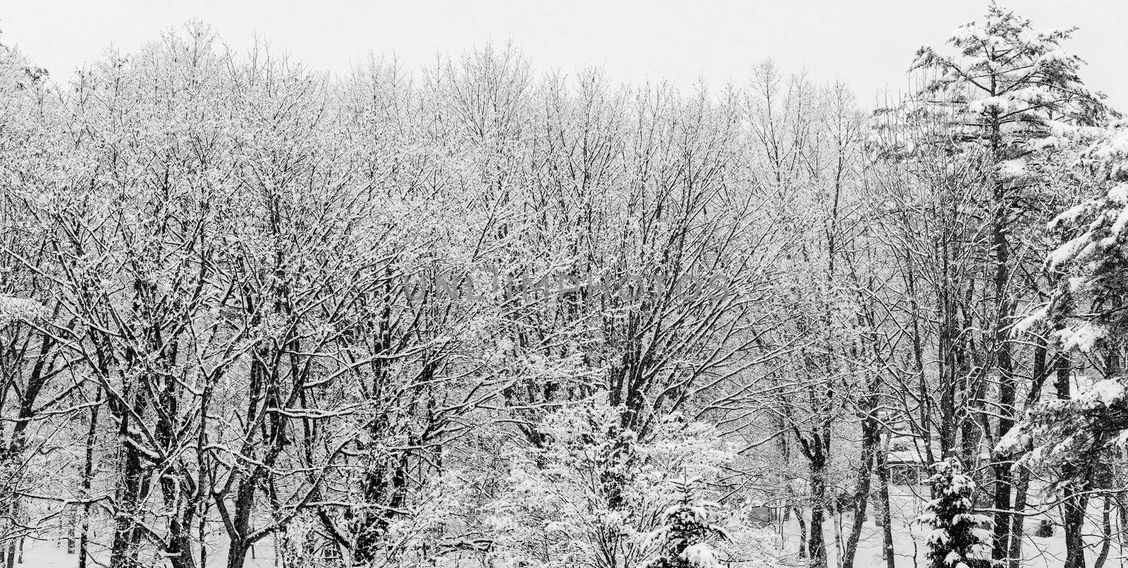 A panorama view looking out to snow covered winter trees with no leaves in Hakuba, Japan.
