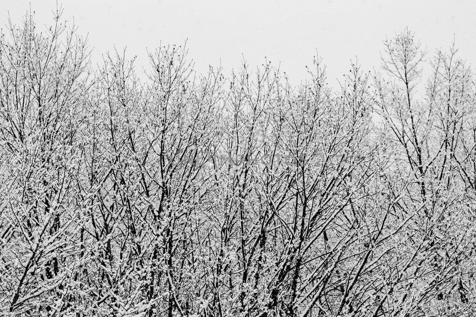 A view looking out to snow covered winter trees with no leaves in Hakuba, Japan.
