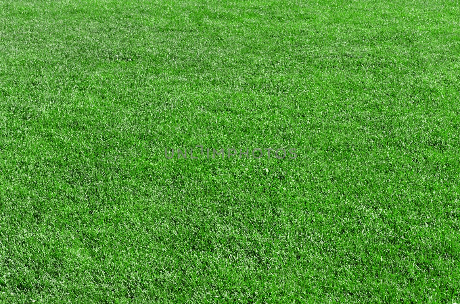Beautiful green grass - horizontal field shot with selective focus