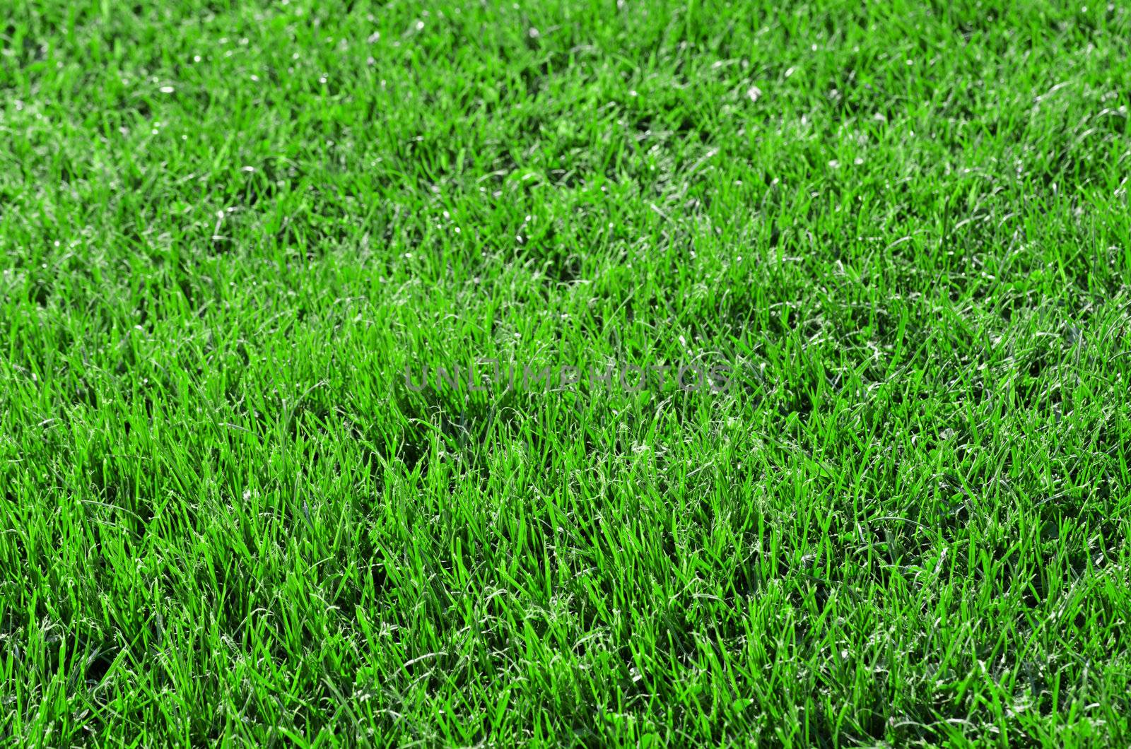 Beautiful green grass by milinz