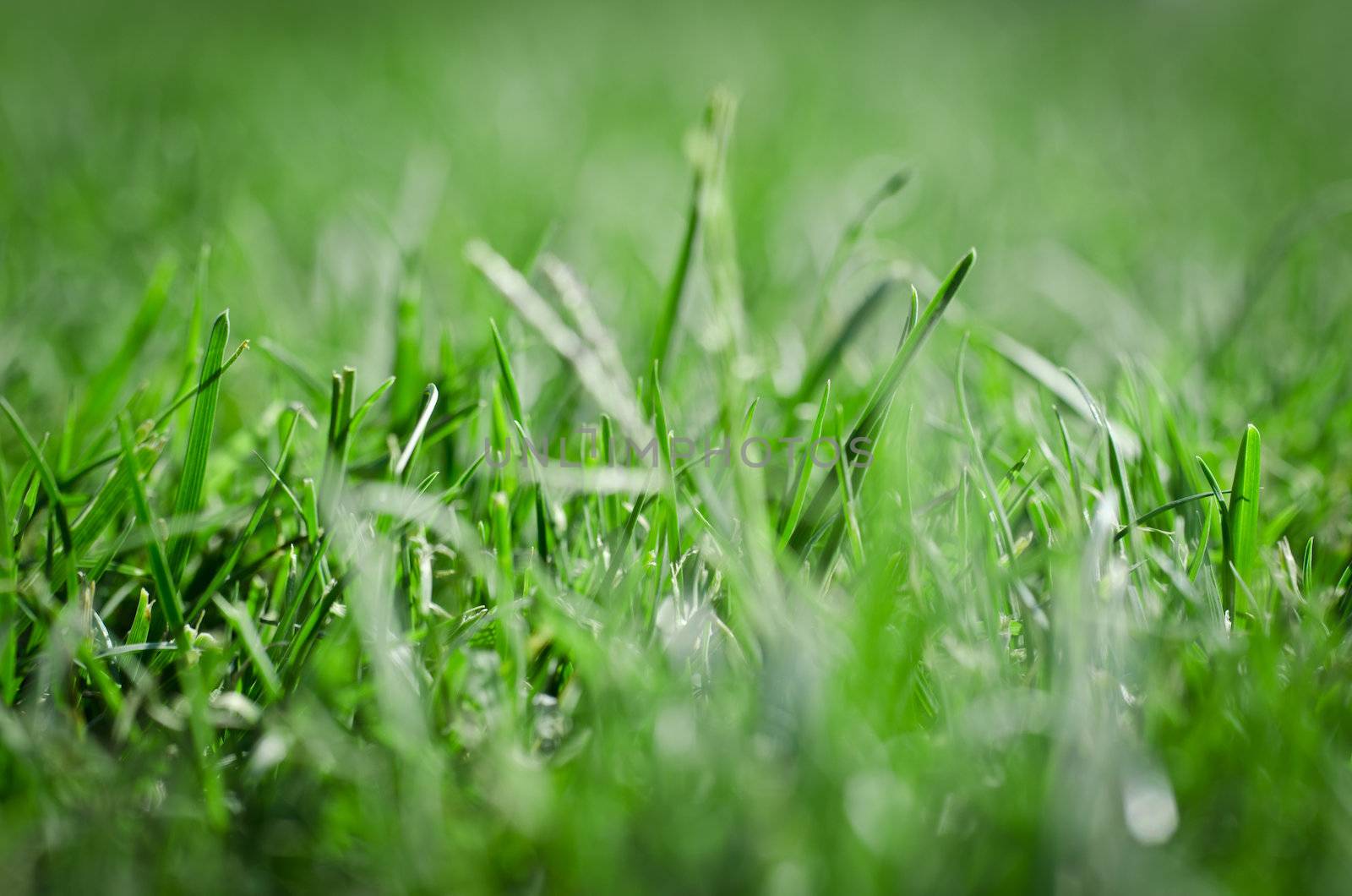 Beautiful Green grass by milinz