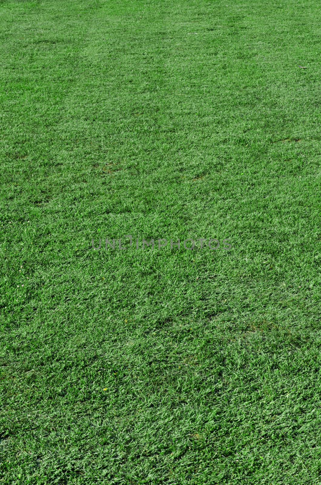 Beautiful green grass - vertical field shot with selective focus