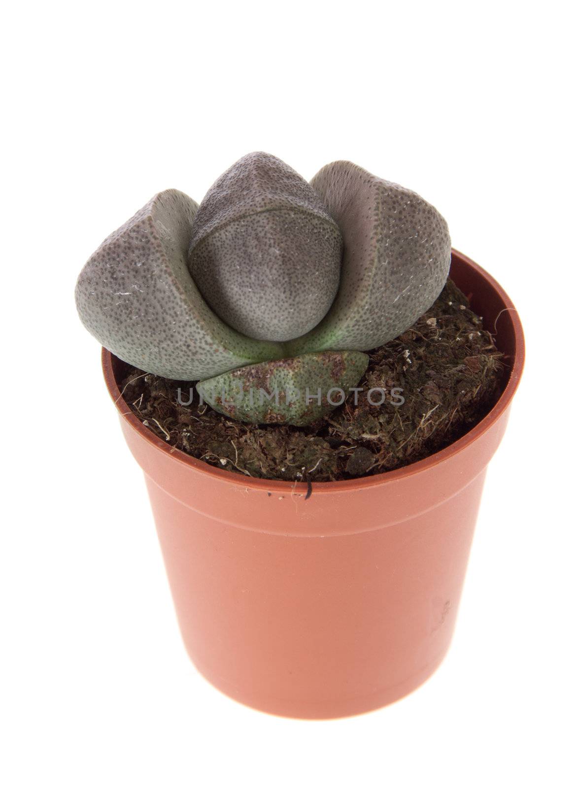 Lithops - Green dotted thornless cactus, isolated on white 