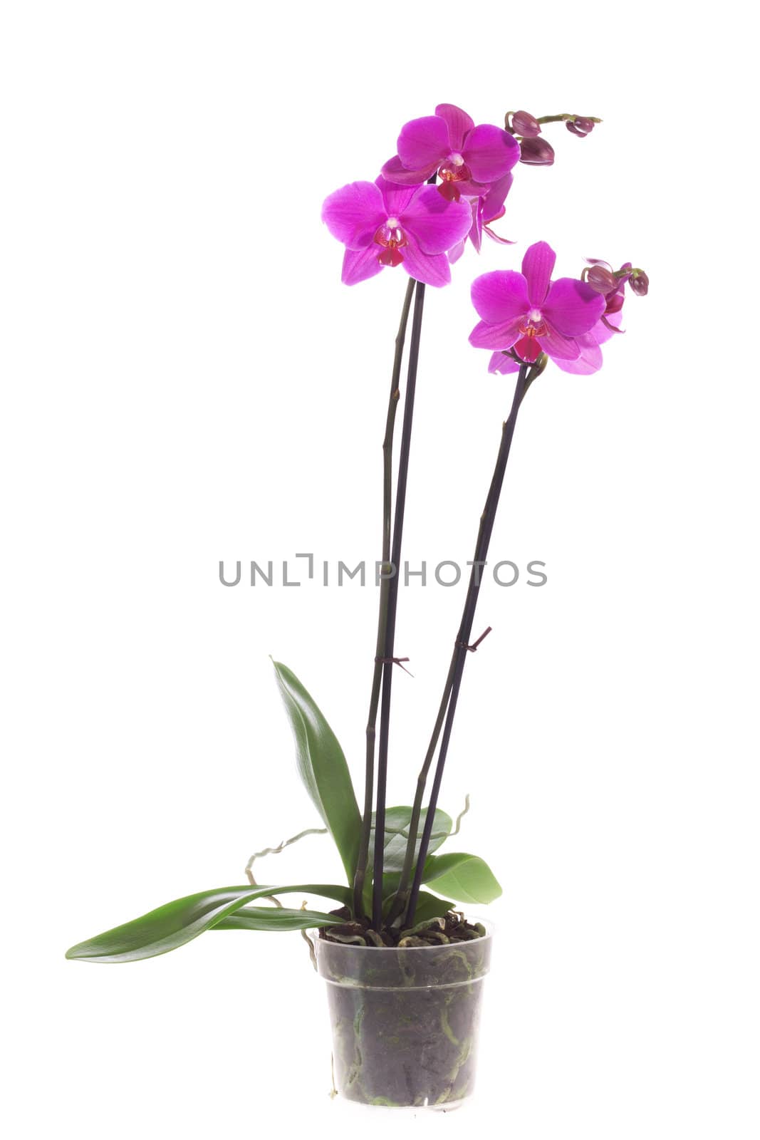 Beautiful purple orchid, isolated on white