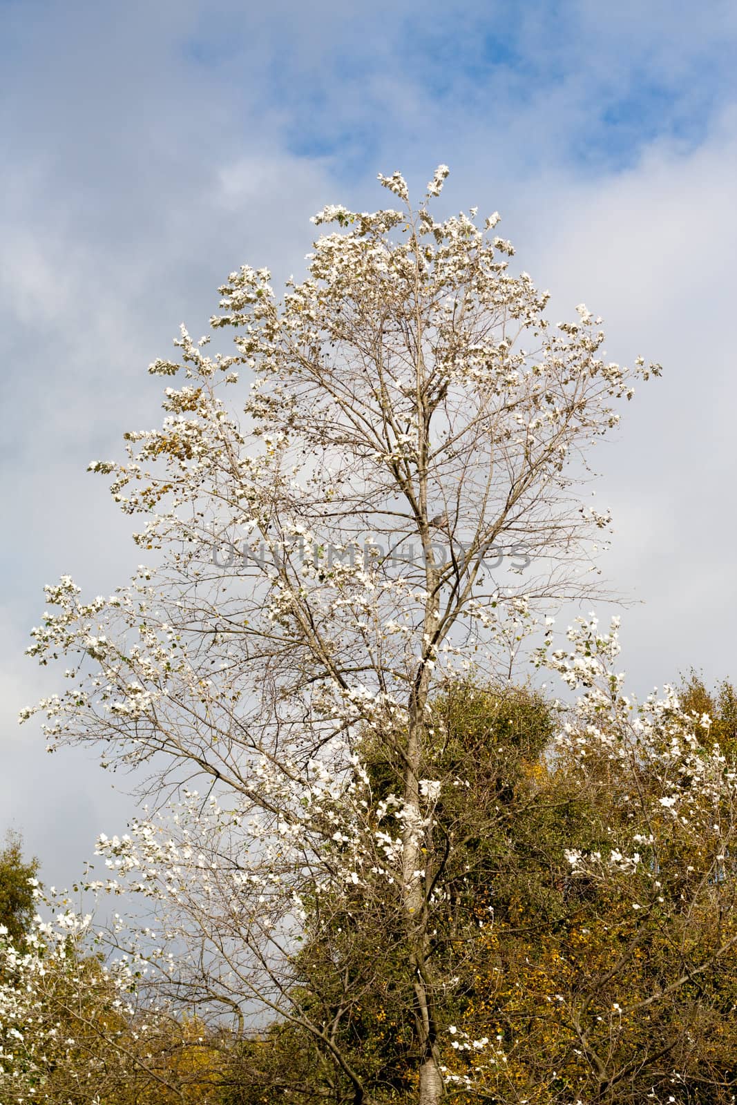 Tree tops in autumn against cloudy blue sky by Brigida_Soriano