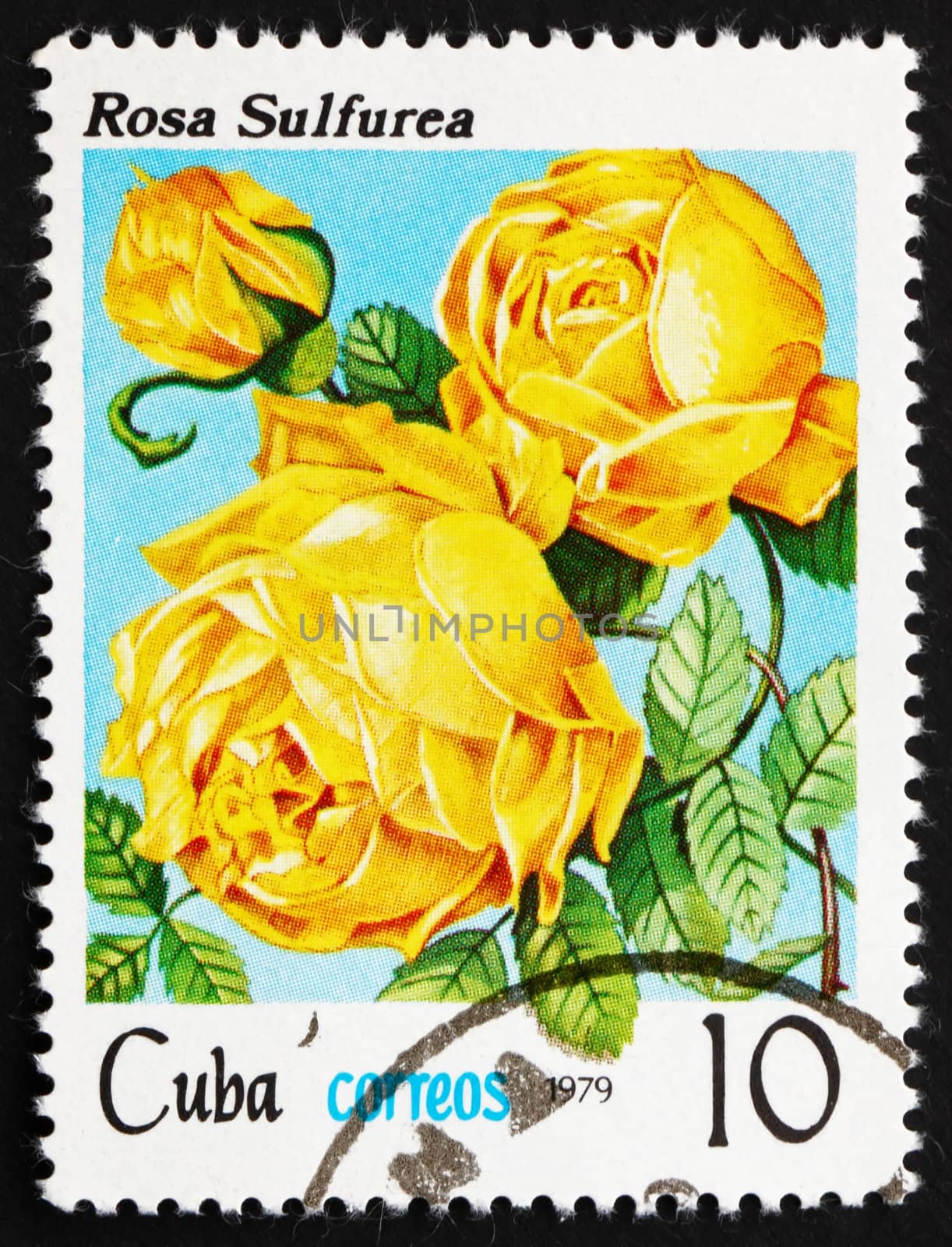 CUBA - CIRCA 1979: a stamp printed in the Cuba shows Rose, Rosa Sulfurea, circa 1979