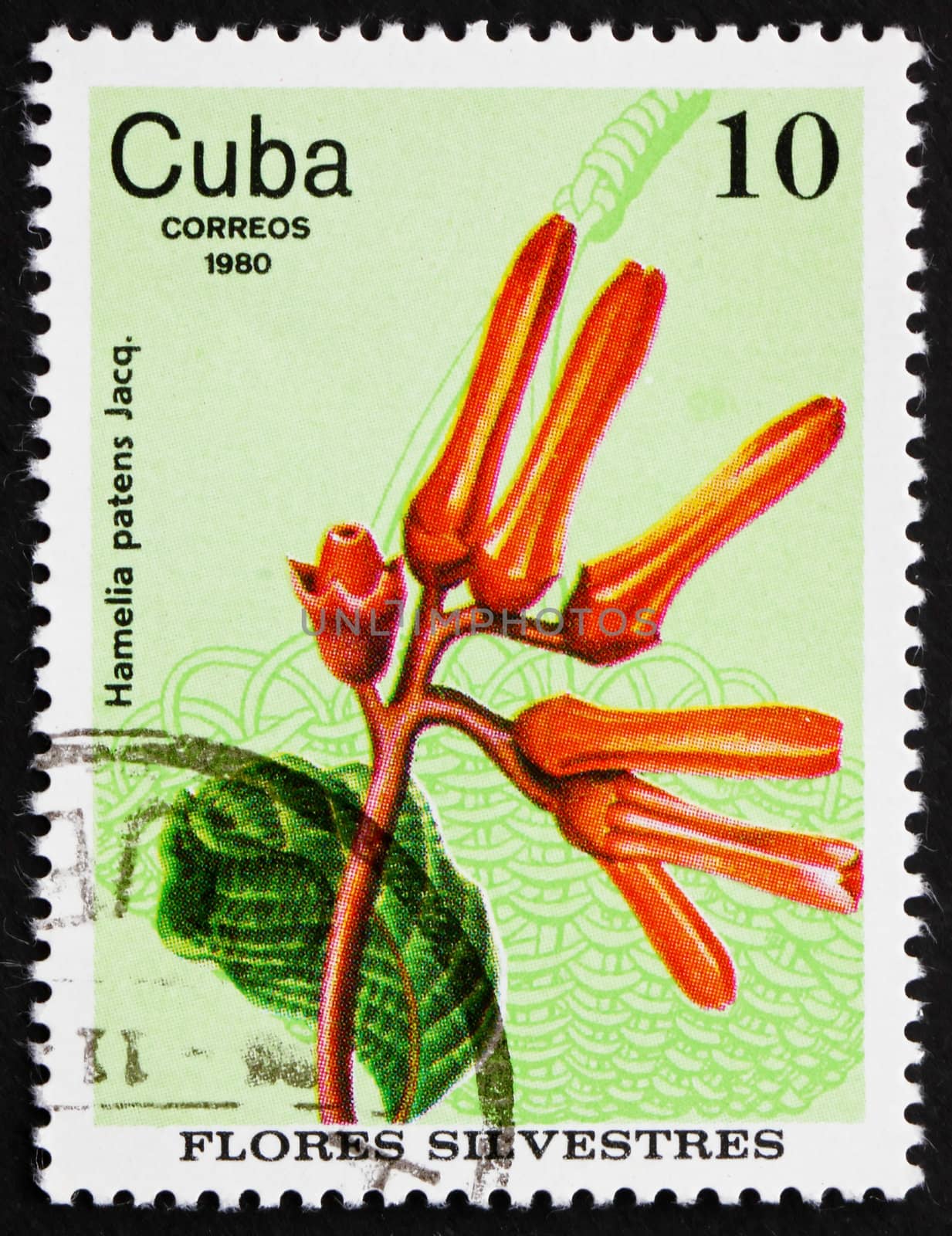 CUBA - CIRCA 1980: a stamp printed in the Cuba shows Firebush, Hamelia Patens, Wildflower, circa 1980