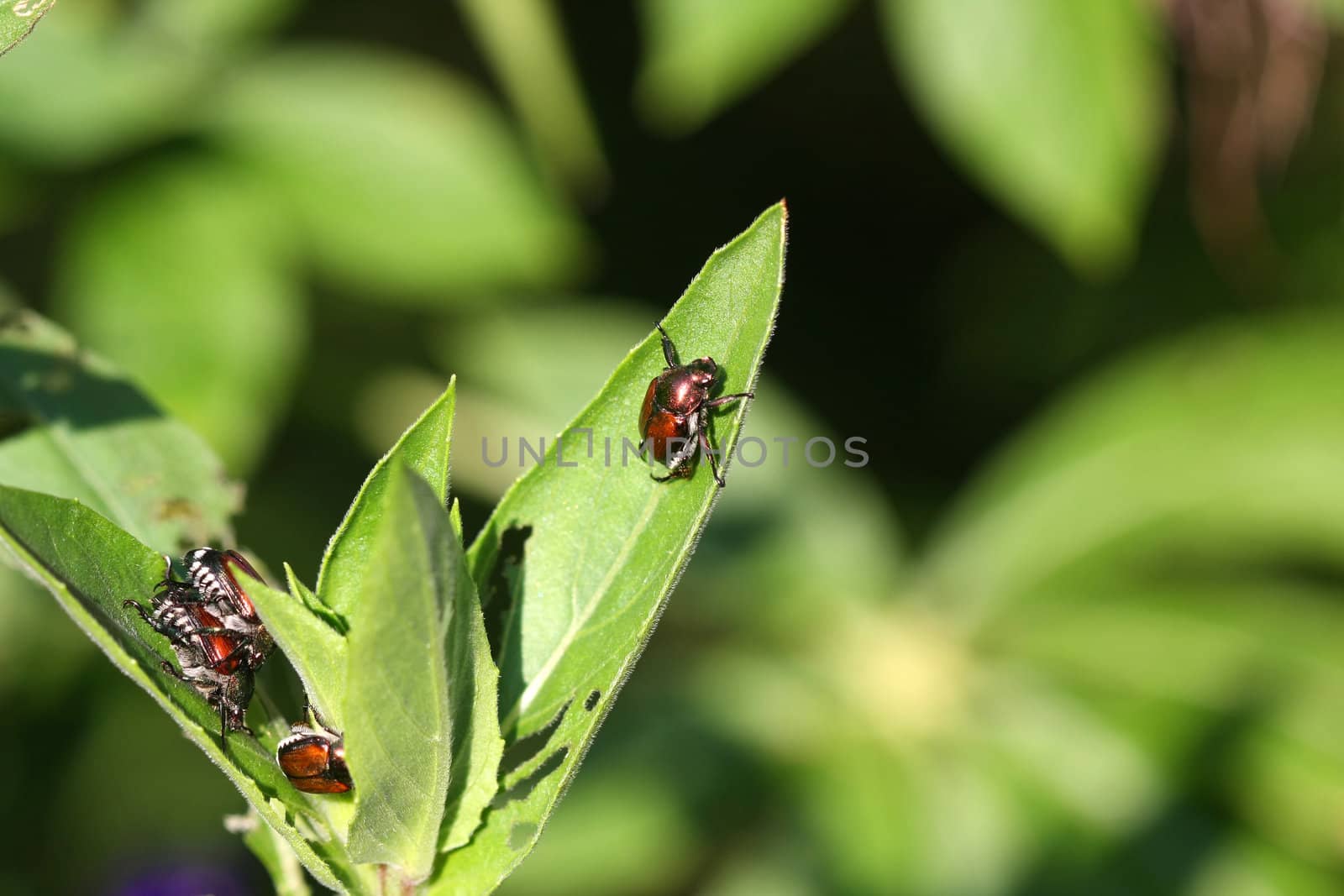 Japanese Beetle Popillia japonica attacking plant in early morning sun