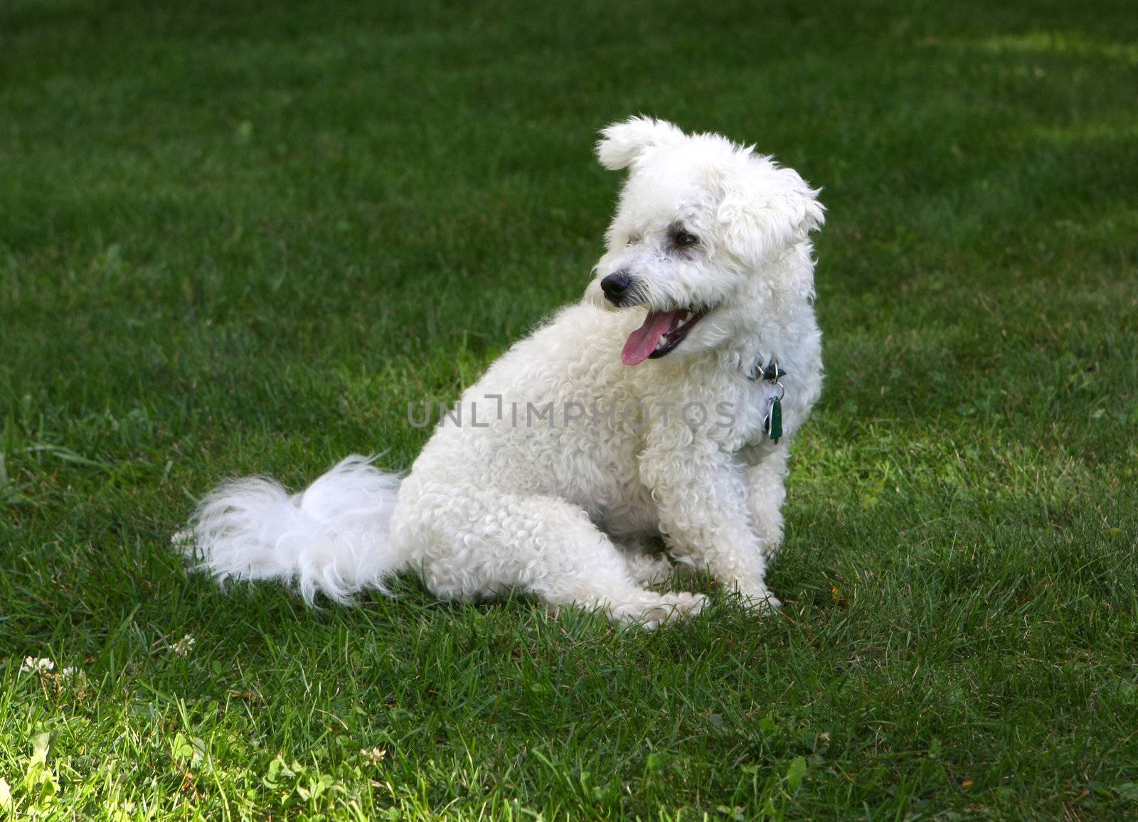 Bichon frise sitting on grass in afternoon shade