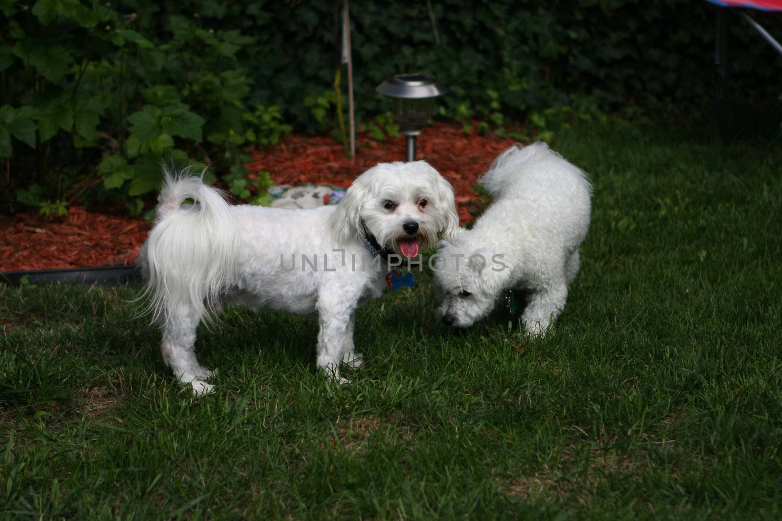 Bichon frise & Bichon mix dogs playing in afternoon sun