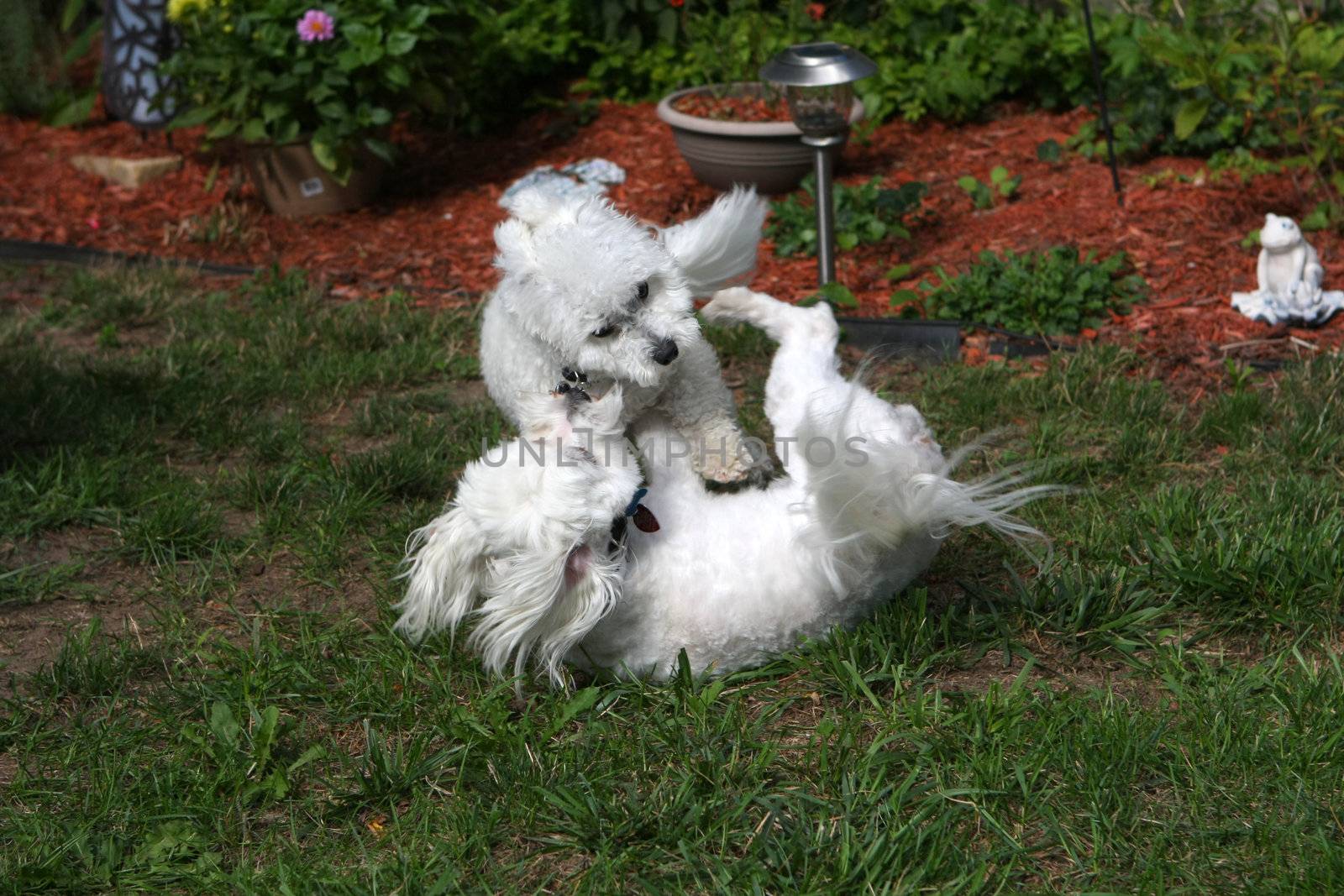 Bichon frise & Bichon mix dogs playing in afternoon sun