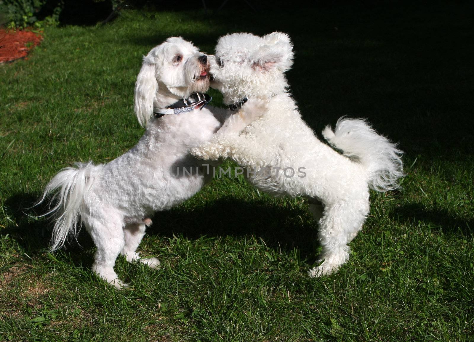 Bichon frise & Bichon mix dogs playing in afternoon sun