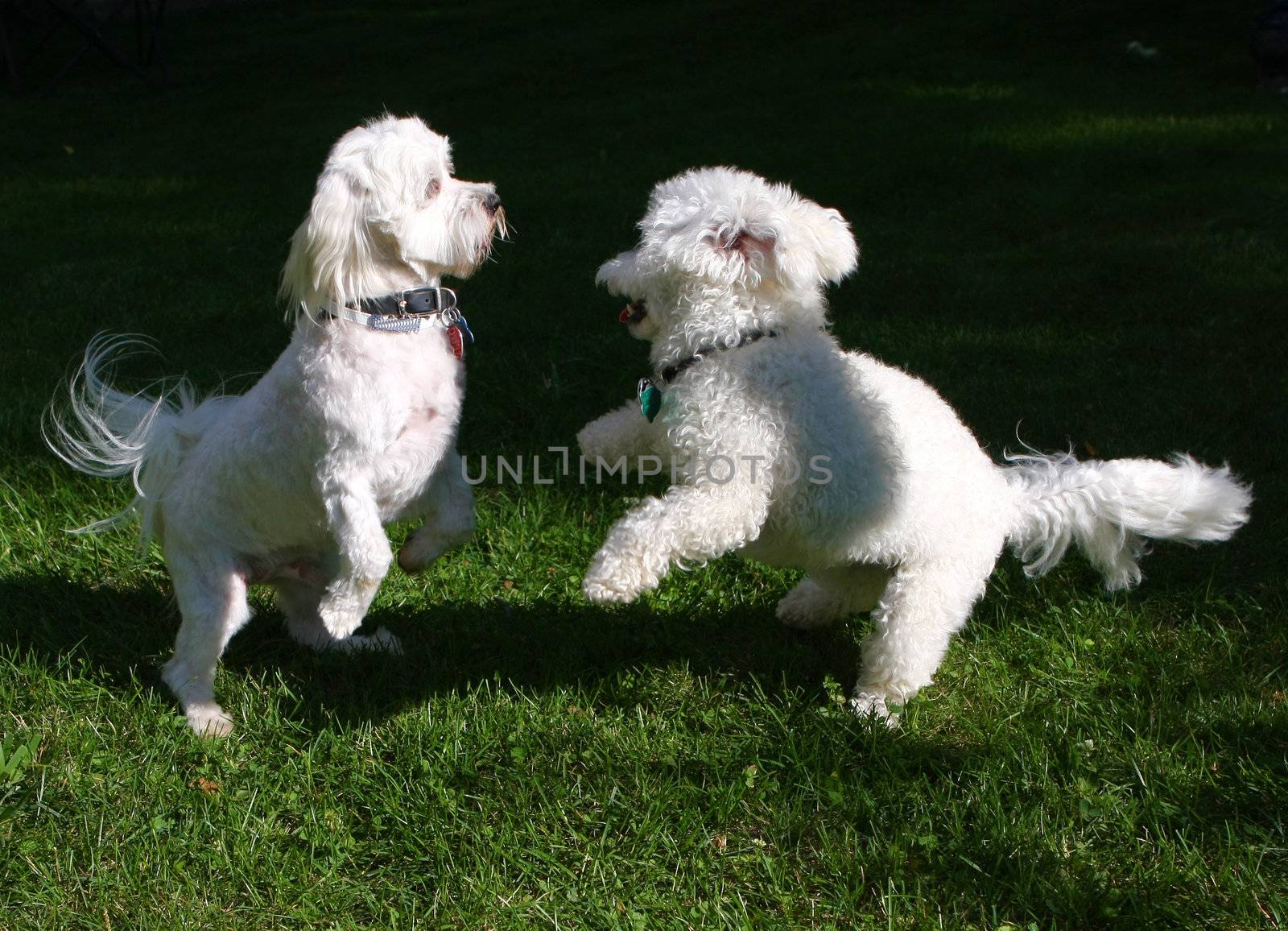 Bichon frise & Bichon mix dogs playing in afternoon sun